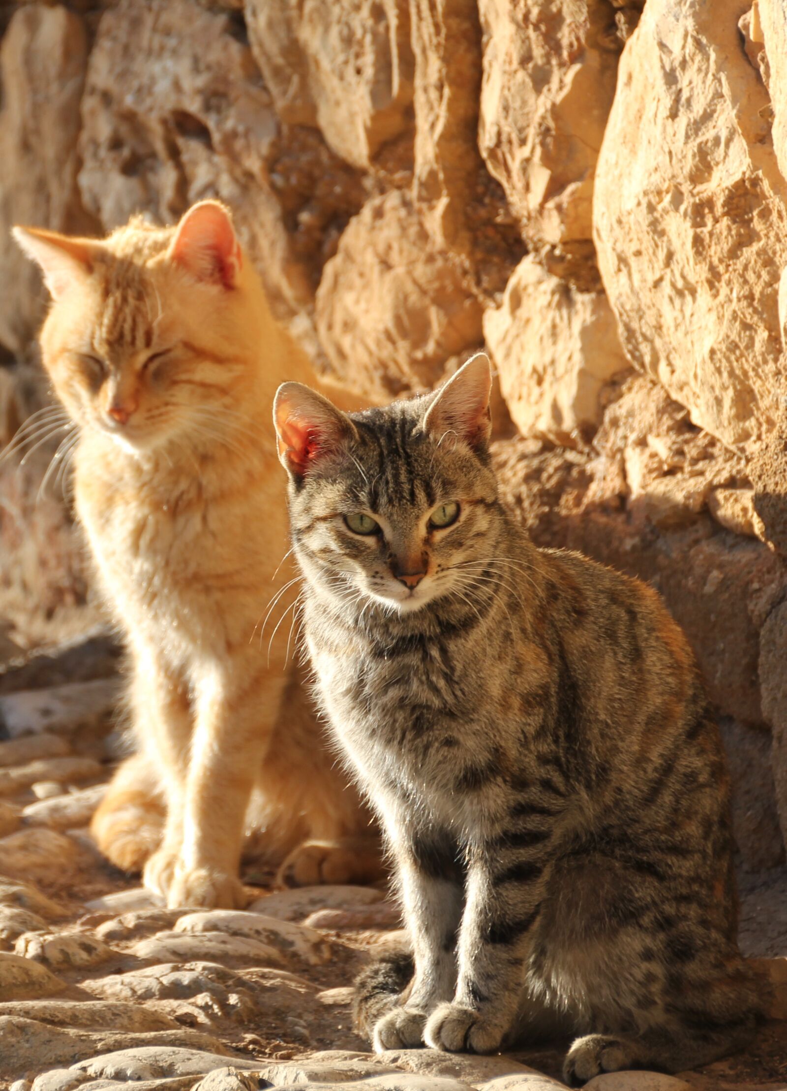 Canon EOS 550D (EOS Rebel T2i / EOS Kiss X4) sample photo. Cat, animal, pet photography