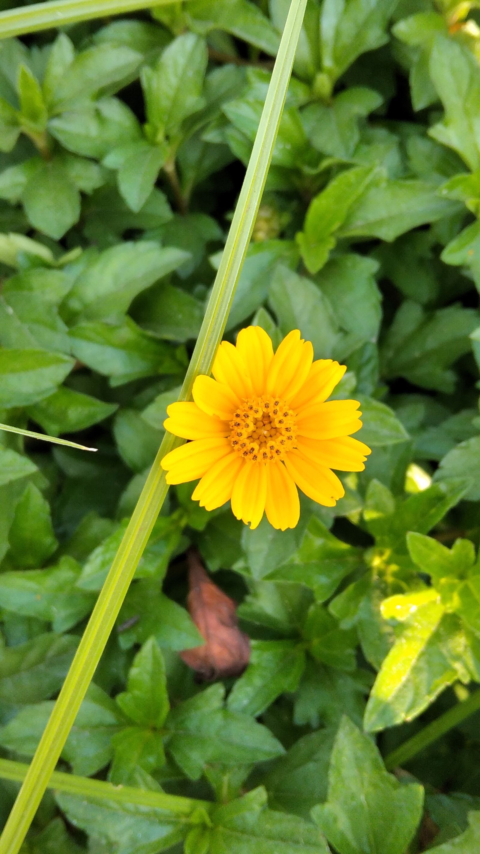 Xiaomi Redmi 8A Dual sample photo. Yellow flower, natural, natural photography