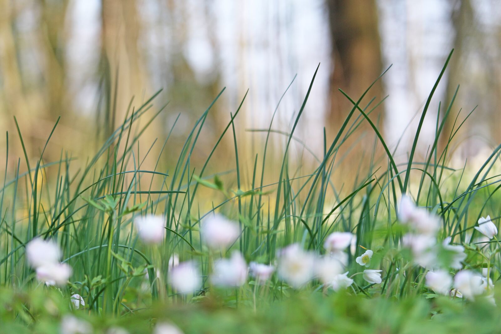 Canon EF-S 55-250mm F4-5.6 IS STM sample photo. Wood anemone, forest flower photography