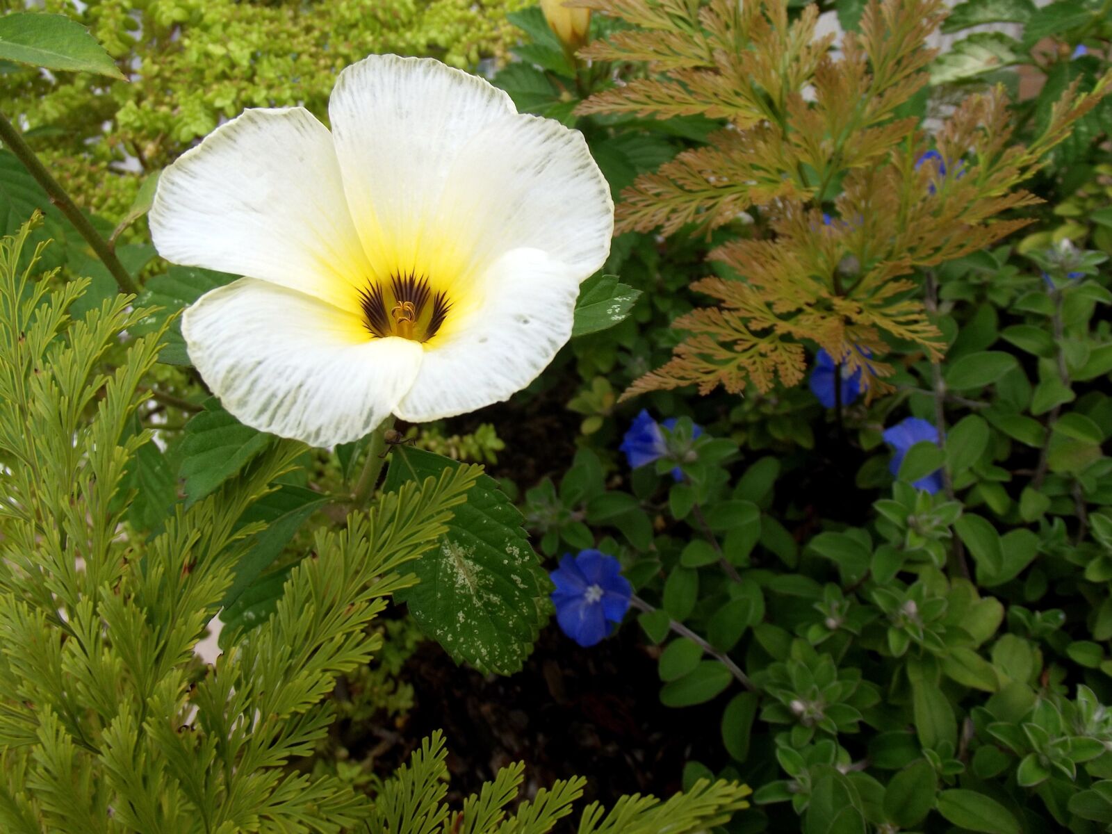 Fujifilm FinePix S2980 sample photo. Flowers, white alder, turnera photography