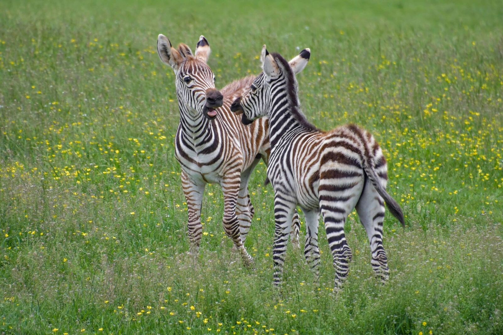 Nikon D500 sample photo. Wildlife, green grass, zebra photography