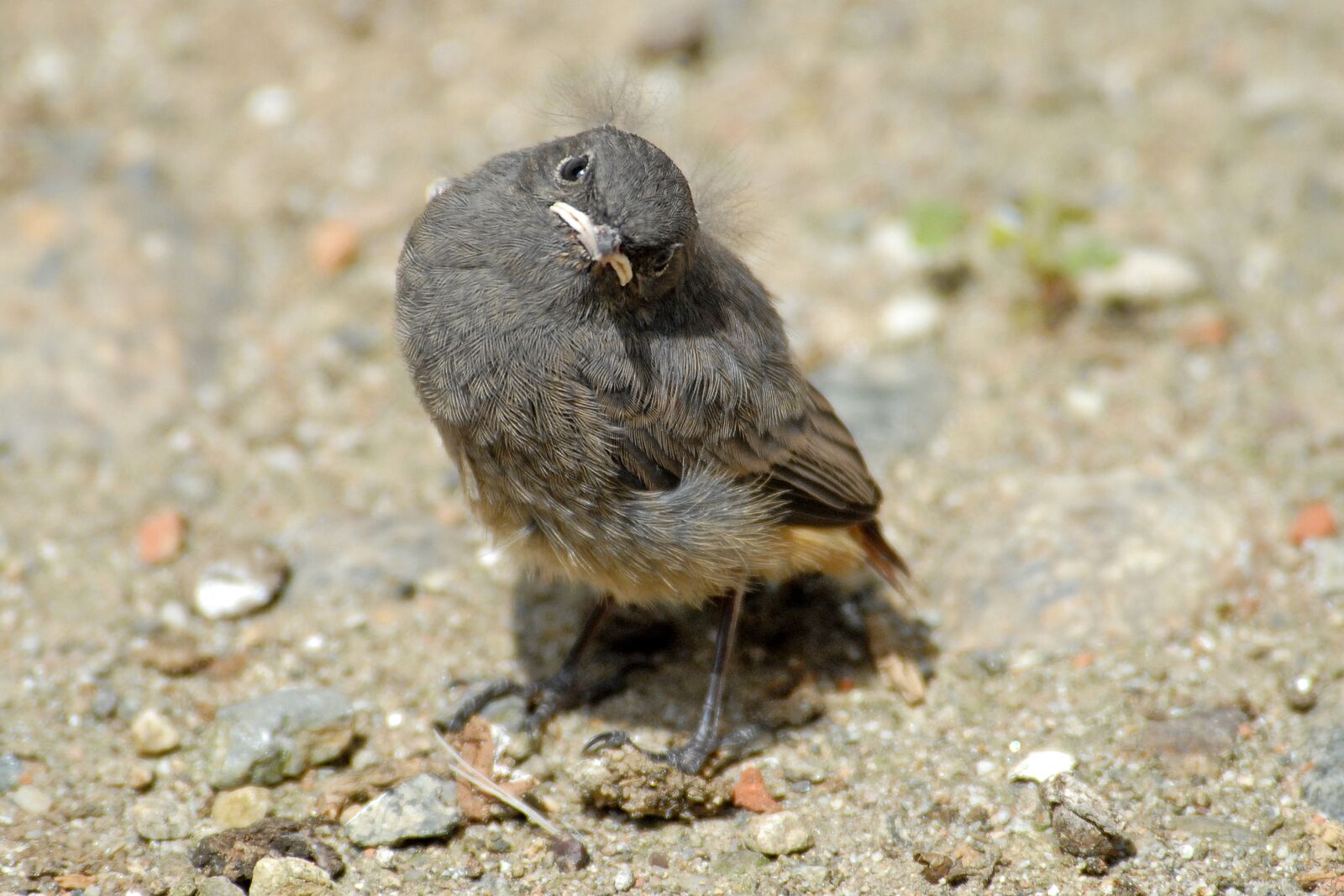 Nikon D200 sample photo. Redstart, bird, animals photography