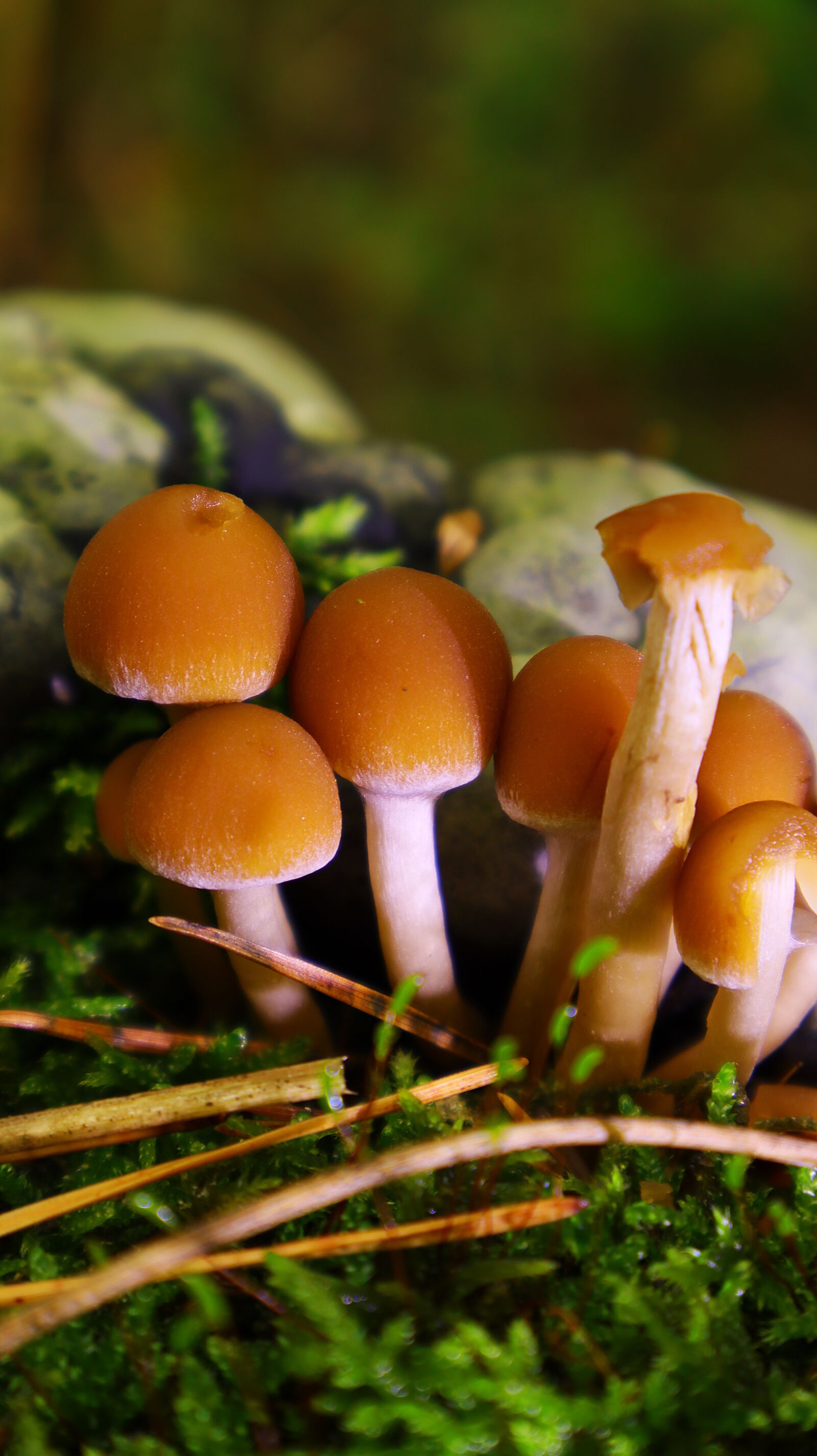 Canon EF-M 15-45mm F3.5-6.3 IS STM sample photo. Mushrooms, forest, nature photography