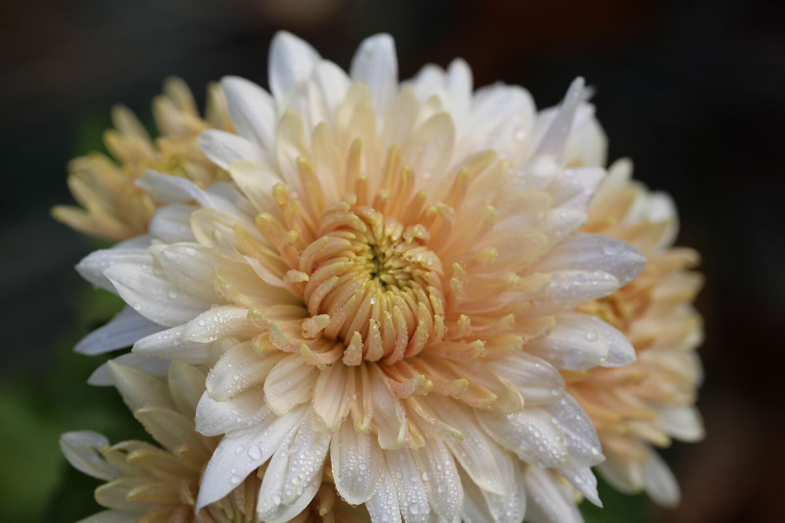 Canon EF-S 60mm F2.8 Macro USM sample photo. Chrysanthemum, raindrop, blossom photography