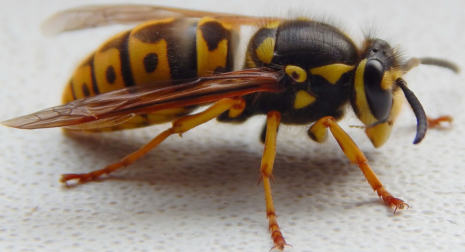 Nikon Coolpix L820 sample photo. Macro, insect, belarus photography