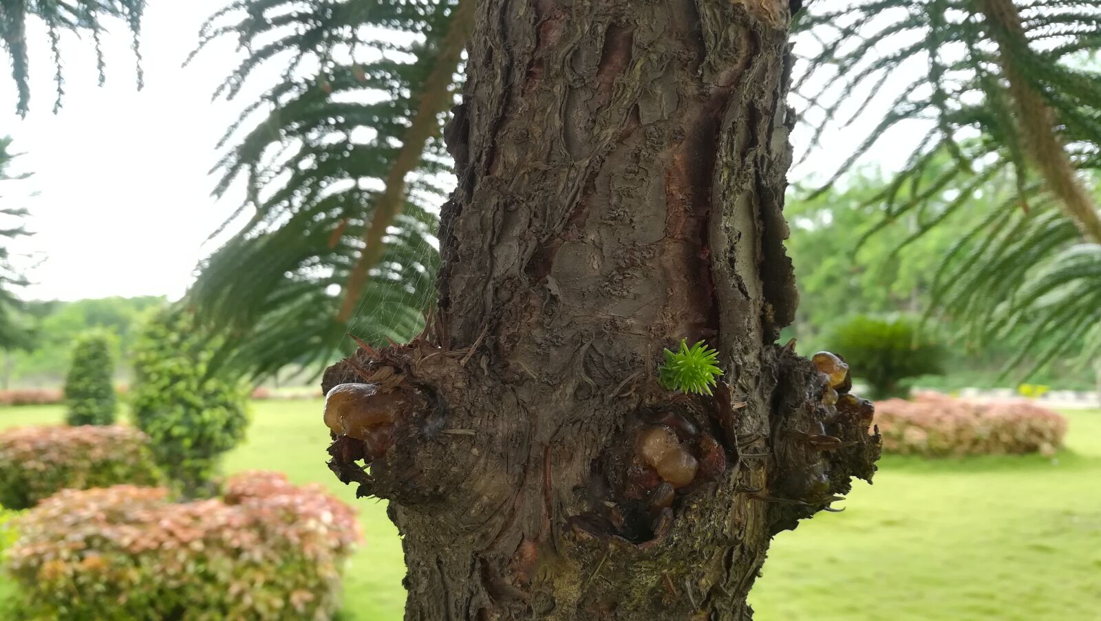 HUAWEI honor 6x sample photo. Environment, greenary photography