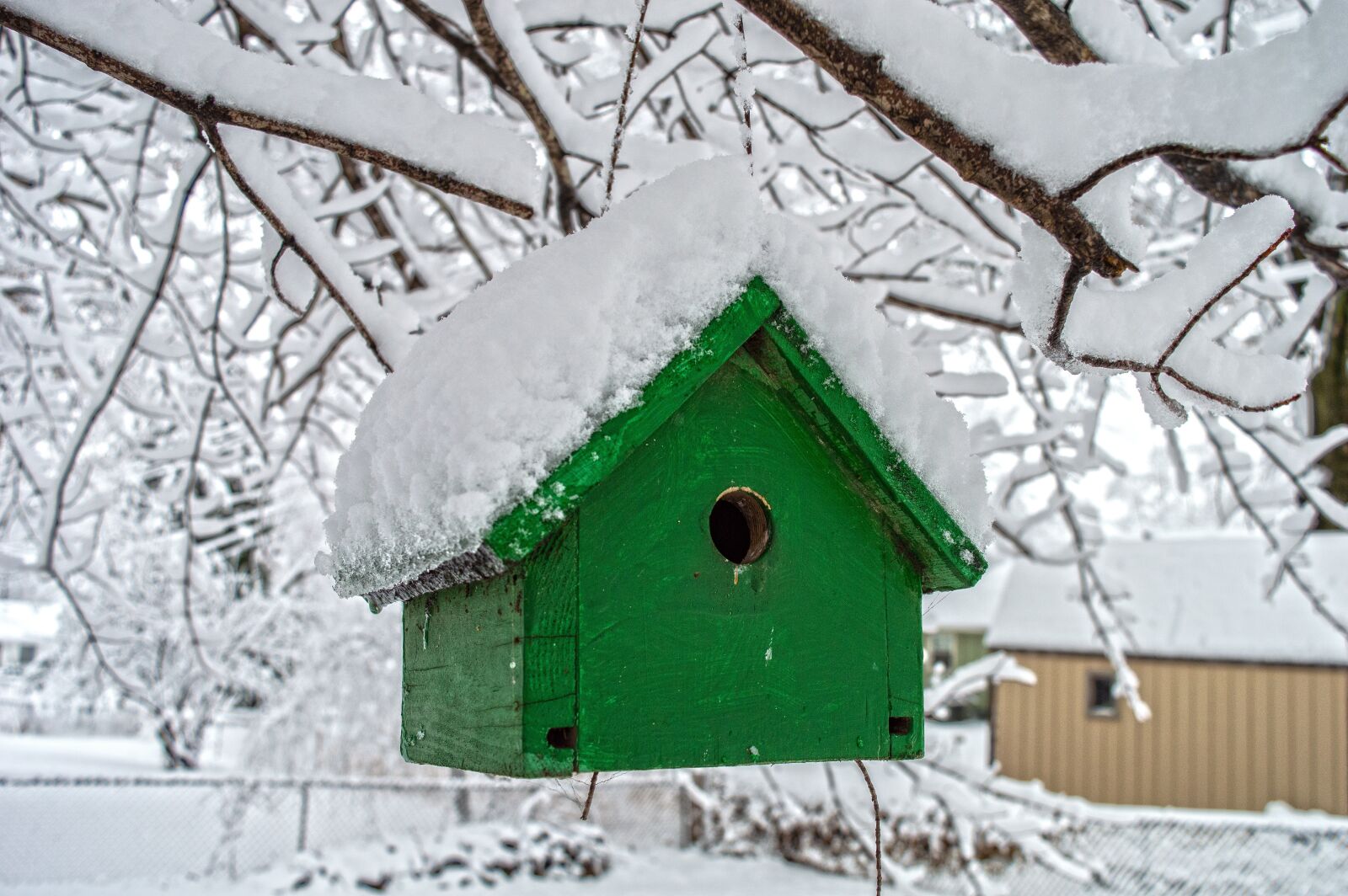 Nikon D3200 sample photo. Snow, winter, contrast photography