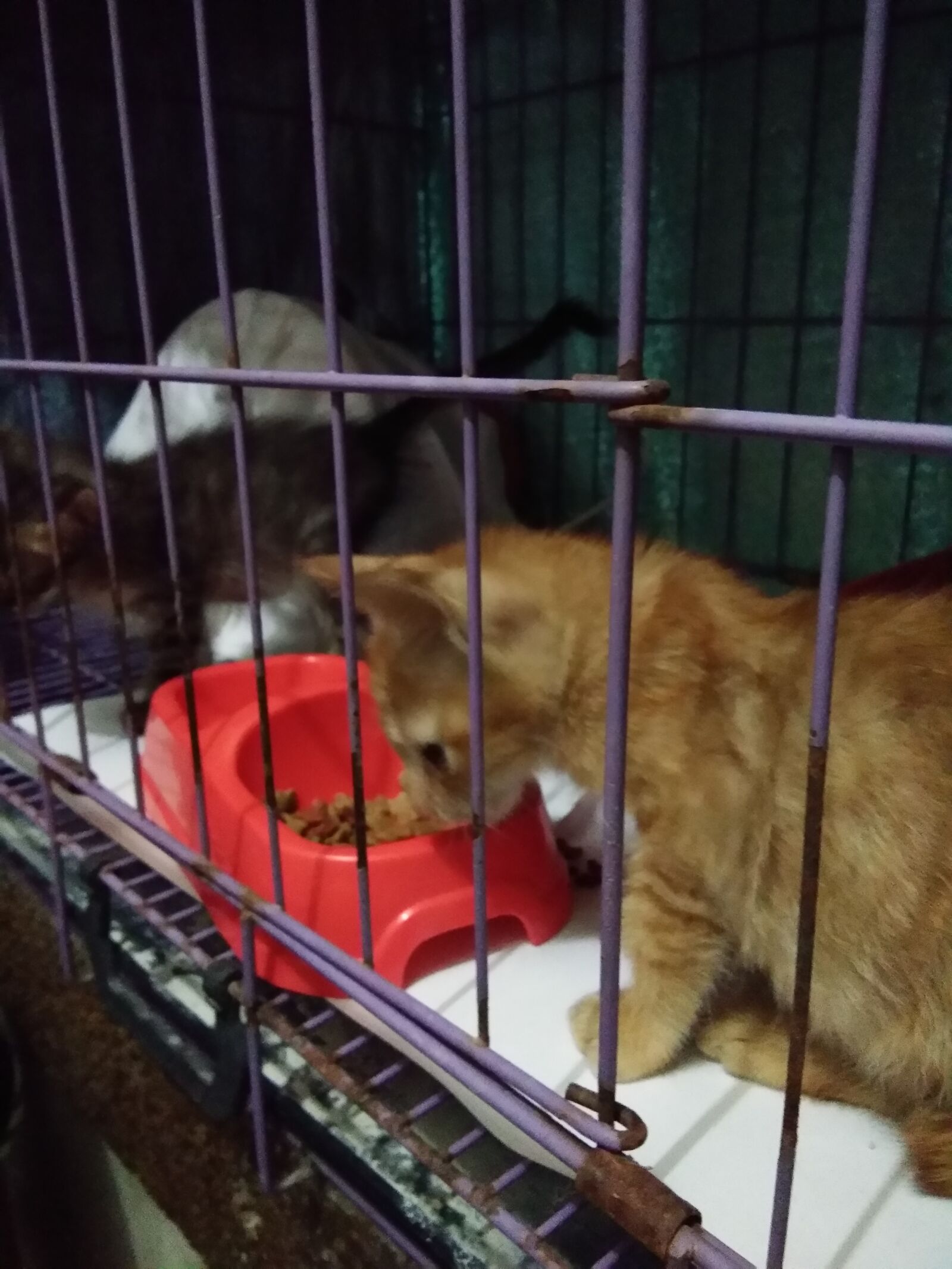 vivo Y55s sample photo. Cats, pet quarantine, rescues photography