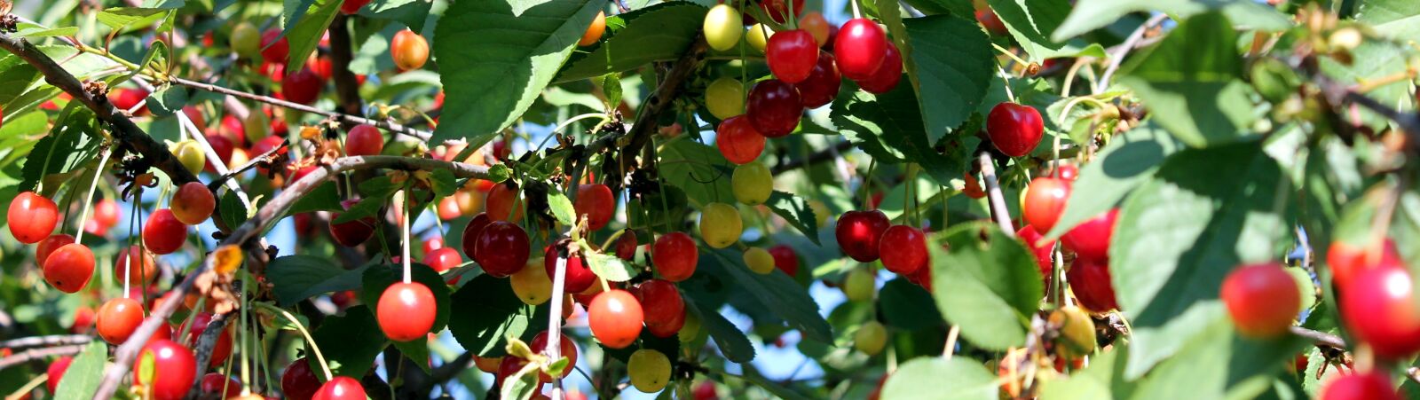 Canon EOS 1100D (EOS Rebel T3 / EOS Kiss X50) sample photo. Cherries, tree, cherry tree photography