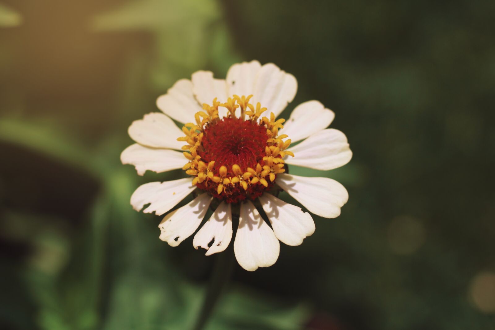 Canon EOS 700D (EOS Rebel T5i / EOS Kiss X7i) sample photo. White flower, flower, blossom photography