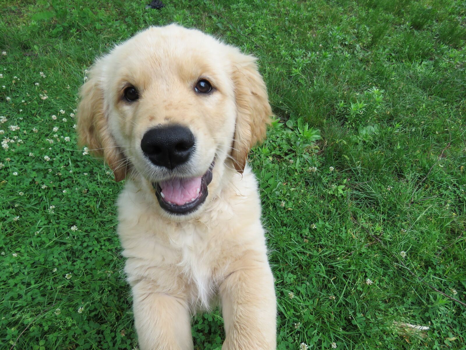 Canon PowerShot SX60 HS sample photo. Golden retriever, puppy, happy photography