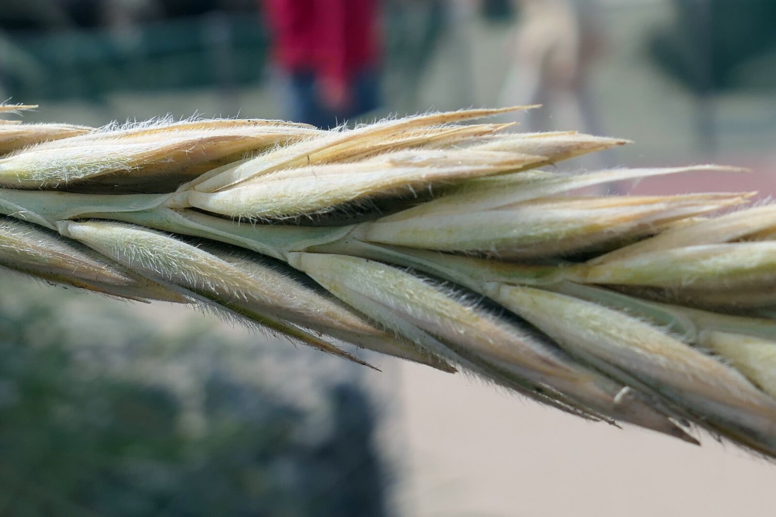 Panasonic Lumix DMC-LX10 (Lumix DMC-LX15) sample photo. Grain, ear, cereals photography