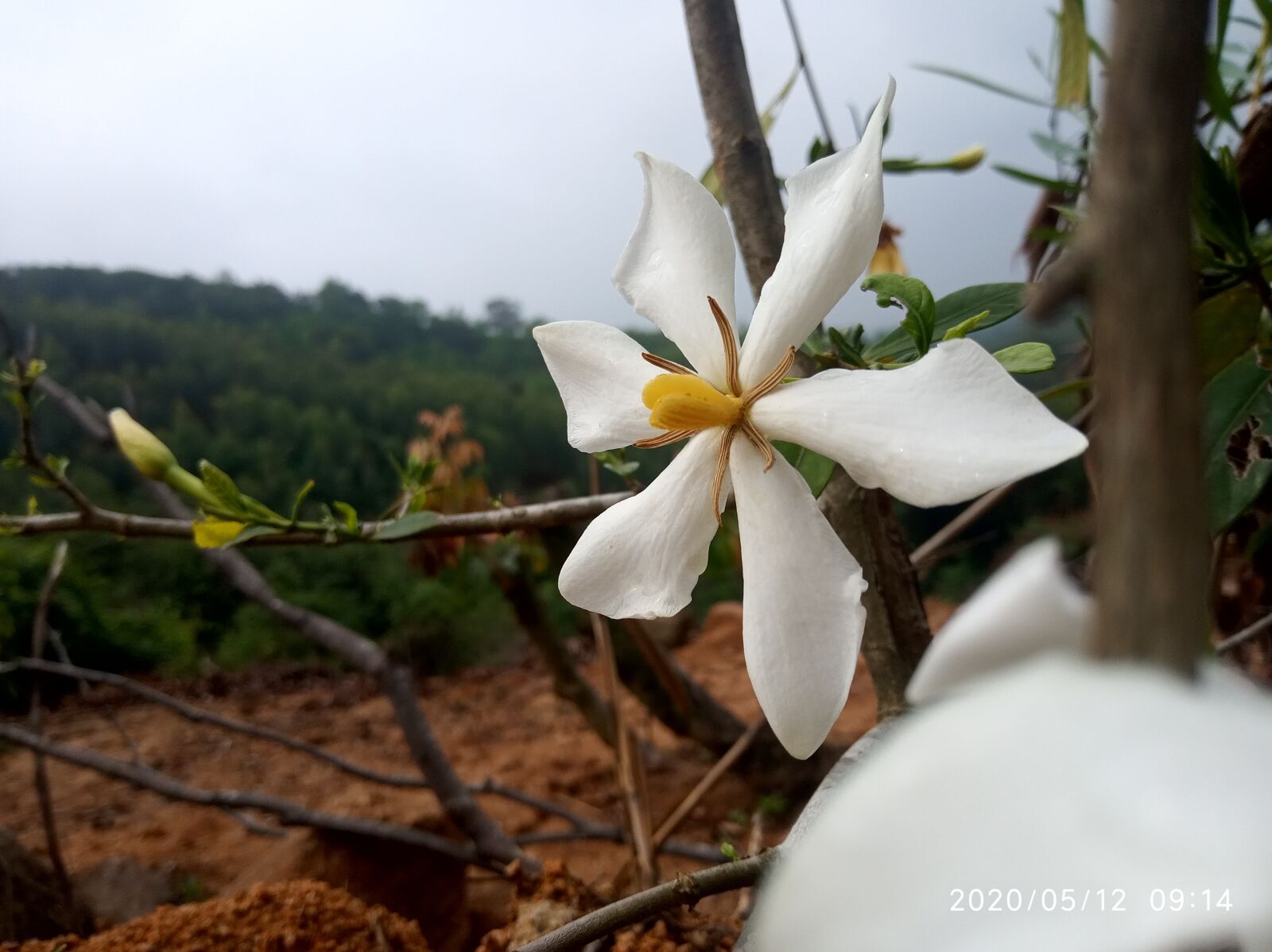 Xiaomi Redmi 6 sample photo. The scenery, flower, speechless photography