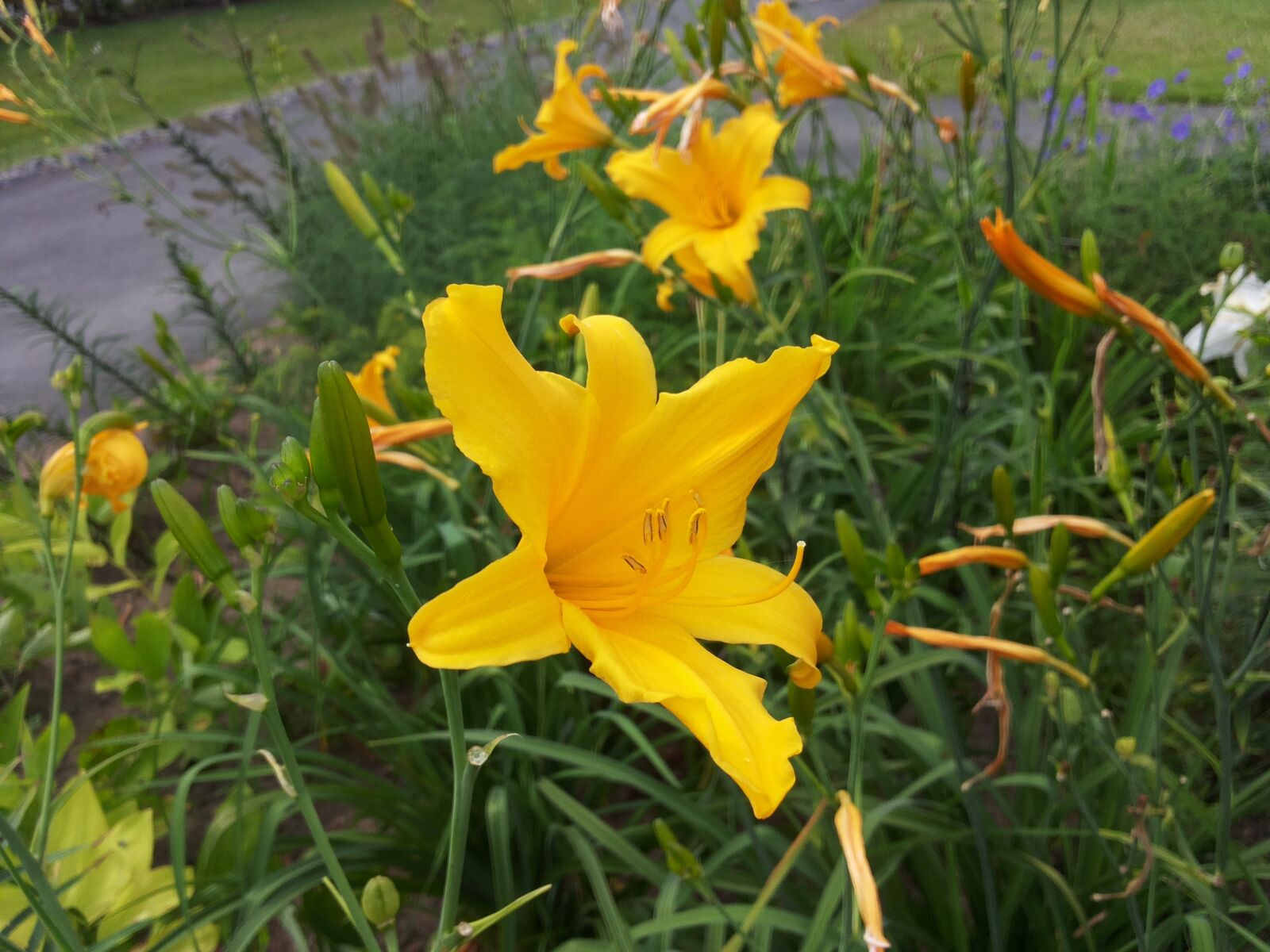 Samsung Galaxy S2 Plus sample photo. Lily, yellow, blossom photography