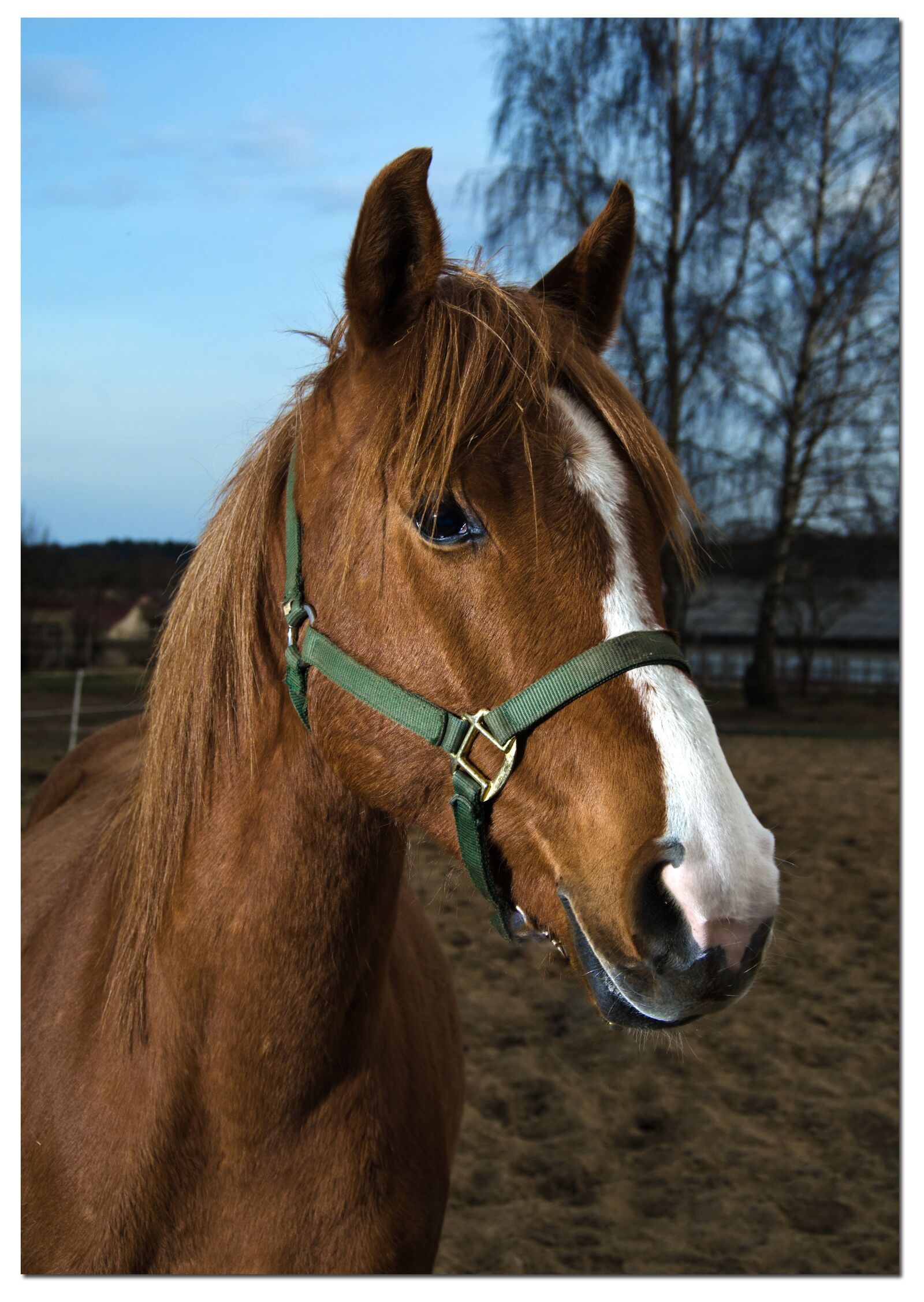 Nikon D7000 sample photo. Horse, portrait, horse head photography