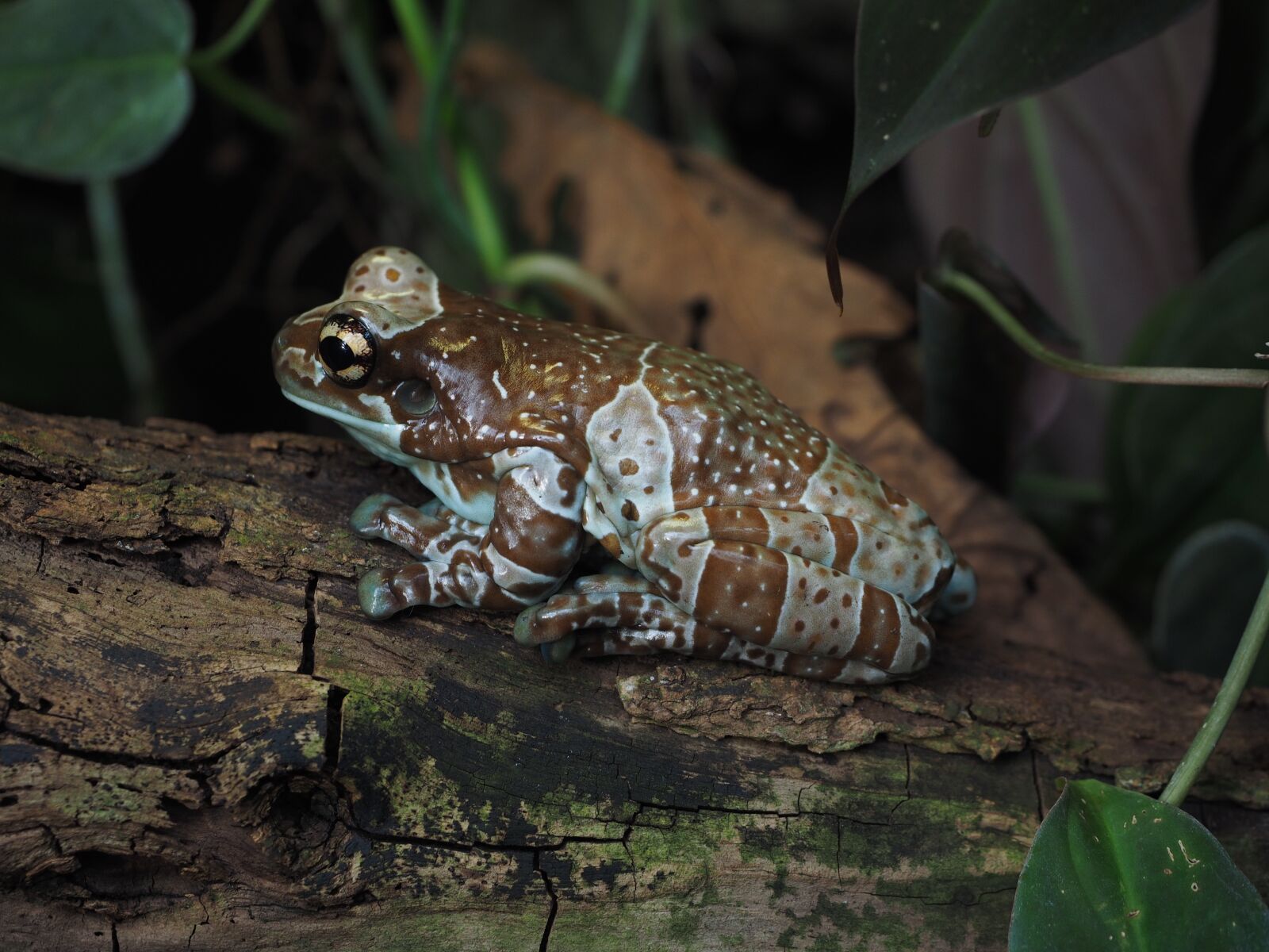 Olympus OM-D E-M1 + Olympus M.Zuiko Digital ED 12-40mm F2.8 Pro sample photo. Frog, hollow of a photography