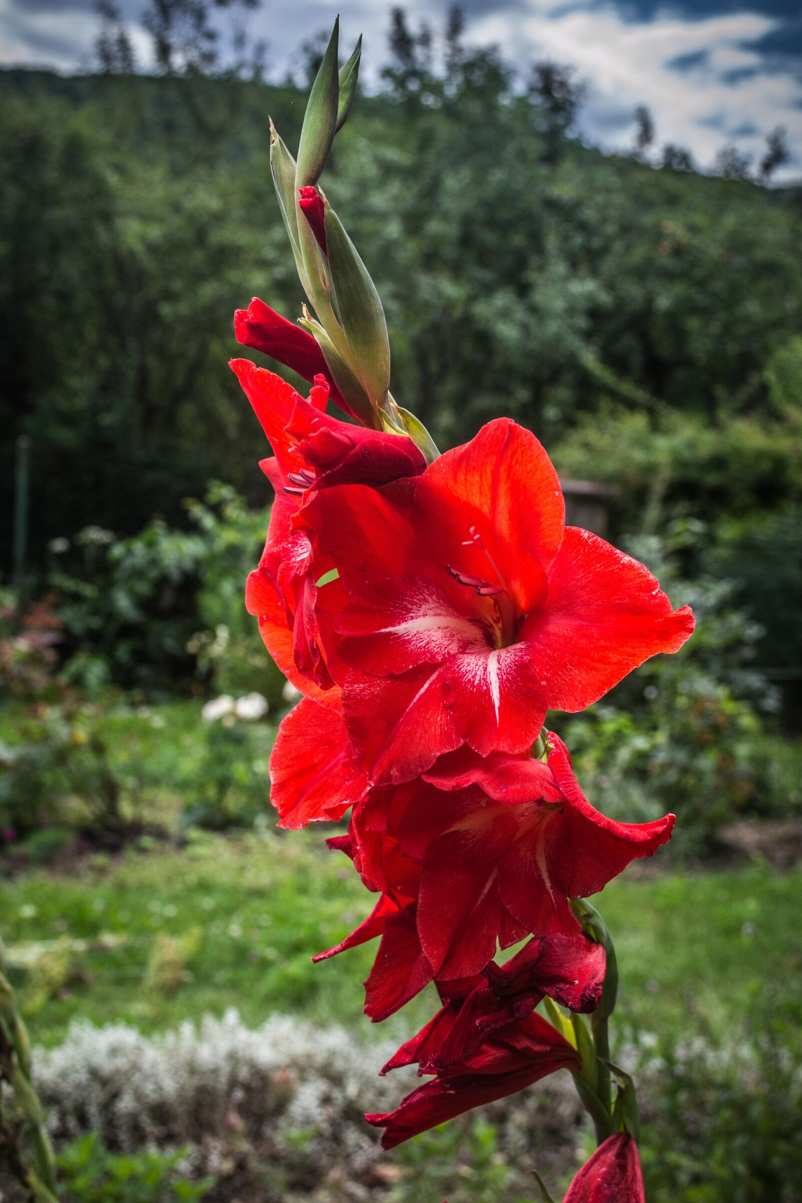 Nikon D3100 sample photo. Flower, garden, flora photography