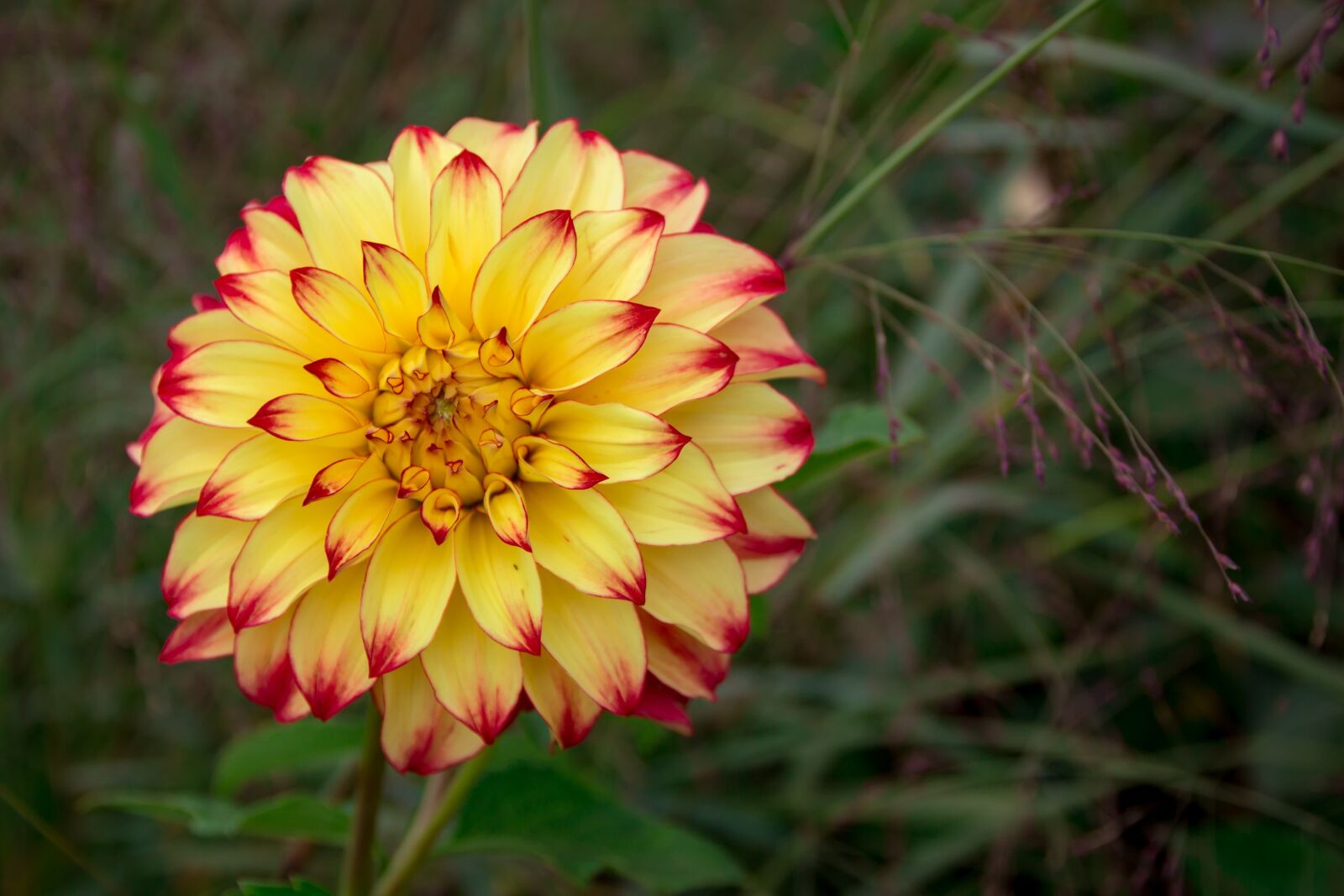 Canon EOS 700D (EOS Rebel T5i / EOS Kiss X7i) sample photo. Dahlia, yellow, close up photography