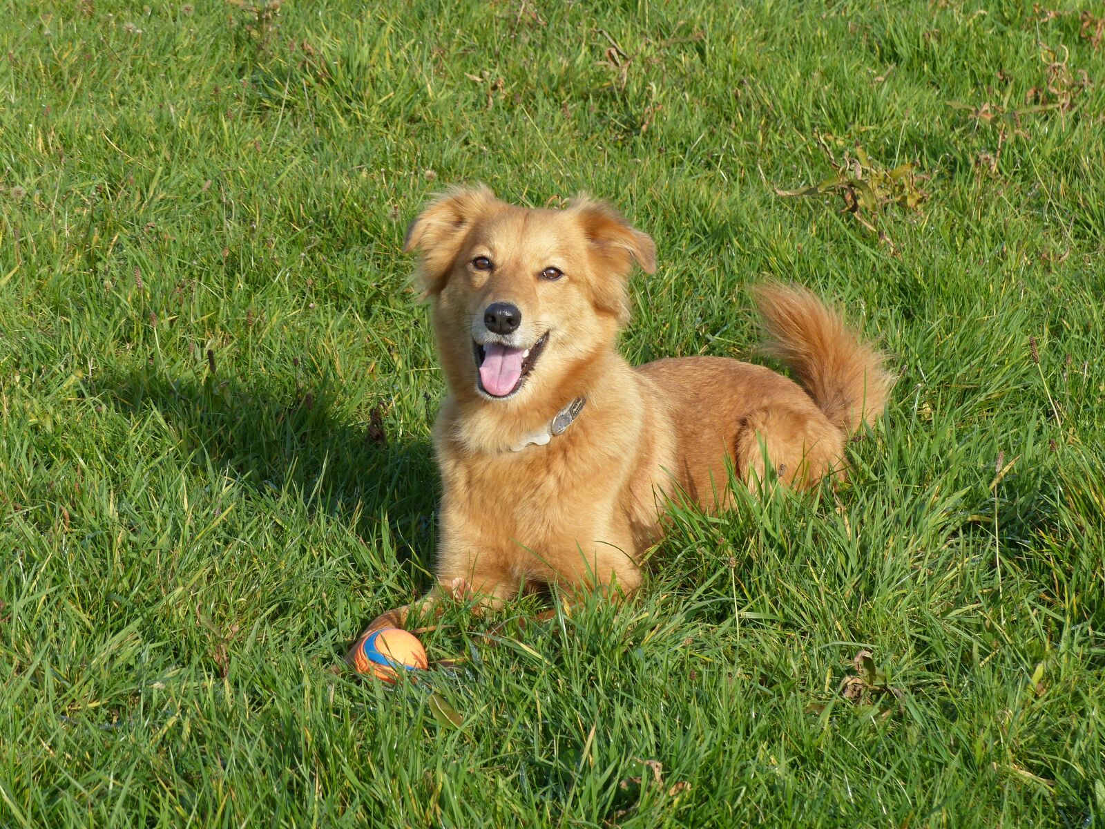 Panasonic Lumix DMC-FZ200 sample photo. Dog, brown, bitch photography