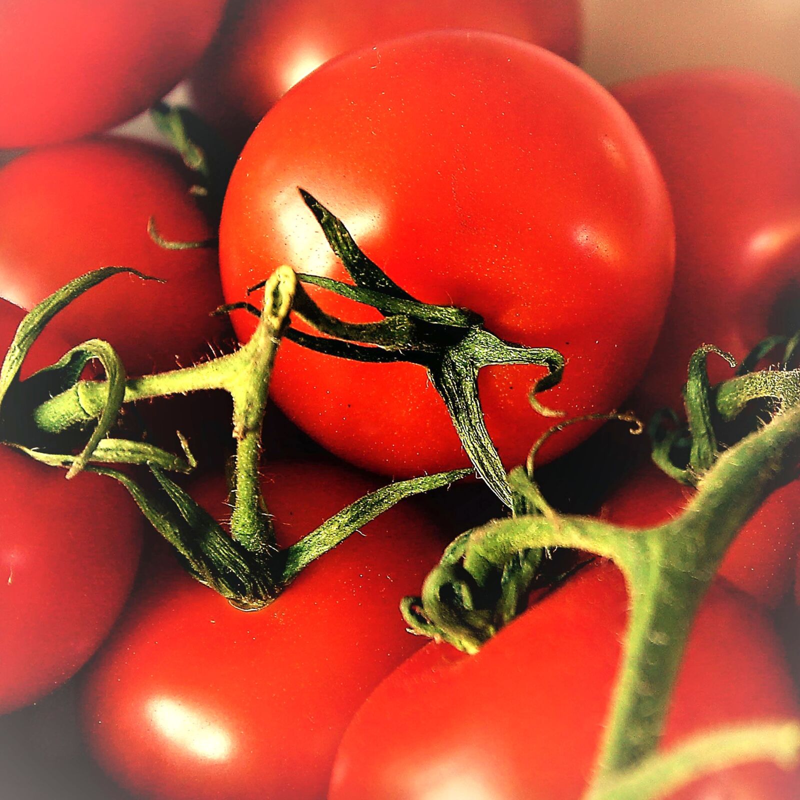 Canon EOS 60D sample photo. Tomato, bush tomato, red photography
