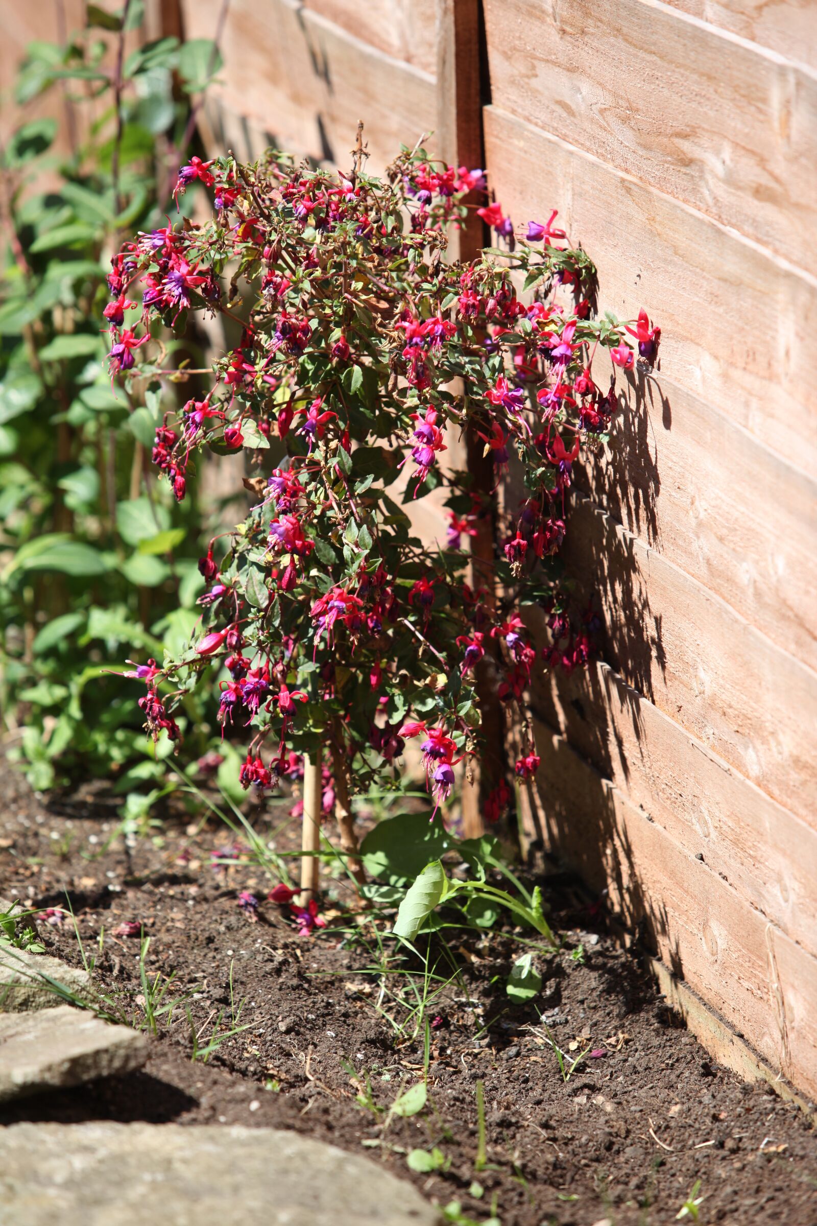 Canon EOS 5D Mark II sample photo. Garden, flowers, floral photography