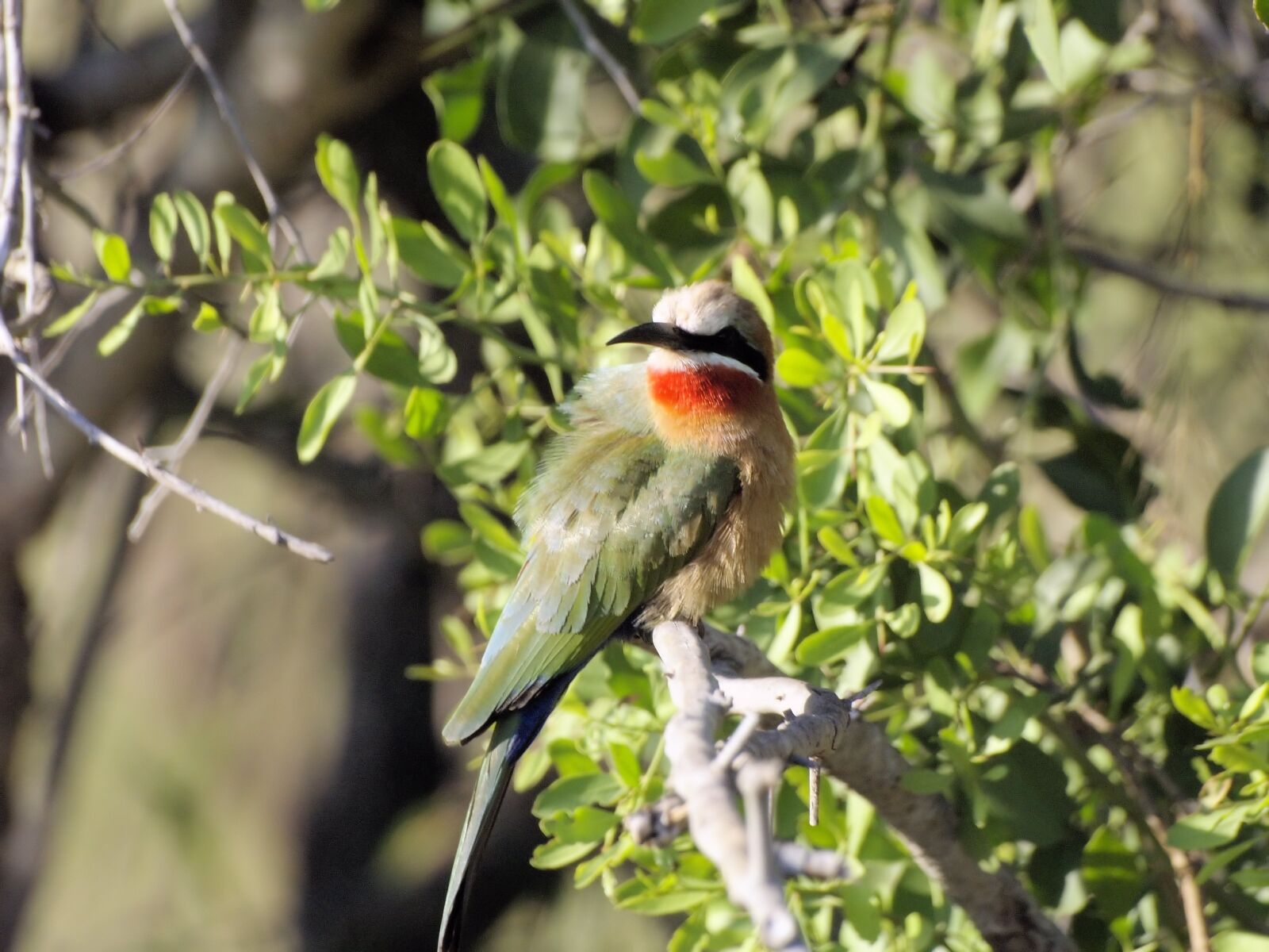 Olympus E-400 (EVOLT E-400) sample photo. Bird, colourful, plumage photography