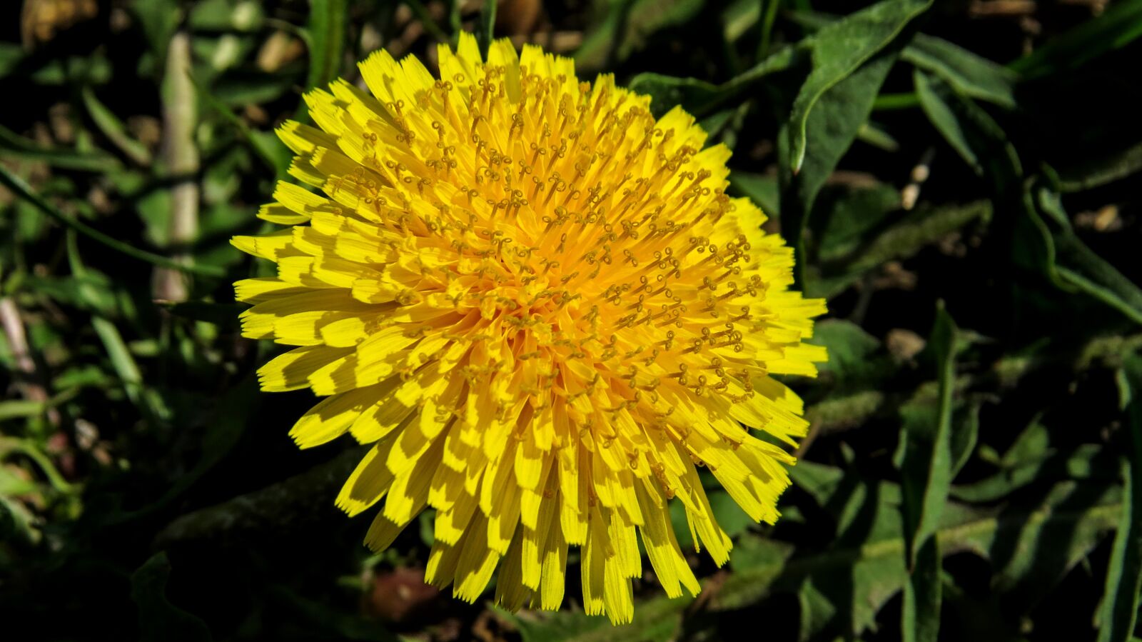Canon PowerShot SX50 HS sample photo. Flower, macro, nature photography