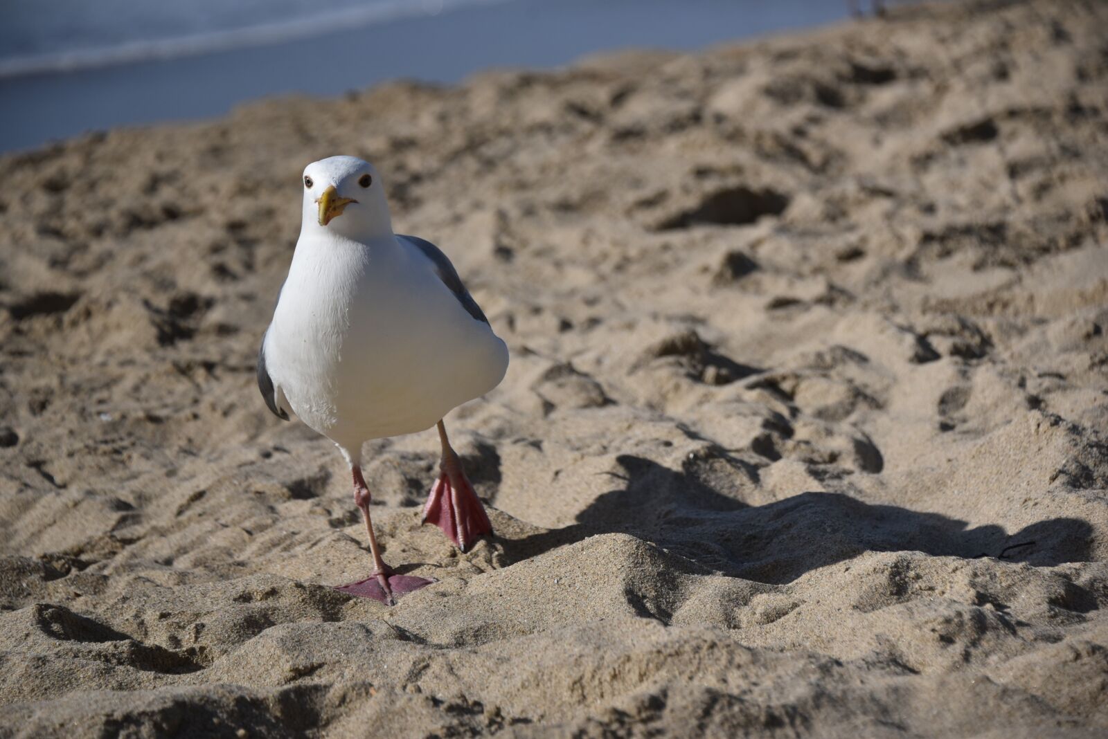 Nikon D750 sample photo. Seagull, sand, beach photography