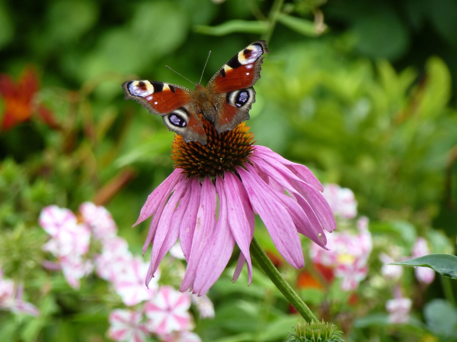 Panasonic Lumix DMC-ZS15 (Lumix DMC-TZ25) sample photo. Echinacea purpurea, summer, shrub photography
