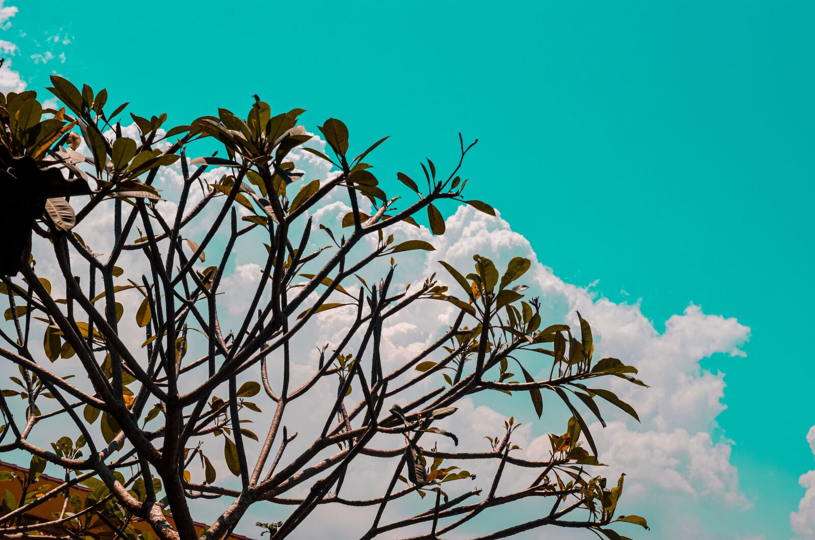 Nikon D5100 sample photo. Plant, green, view photography