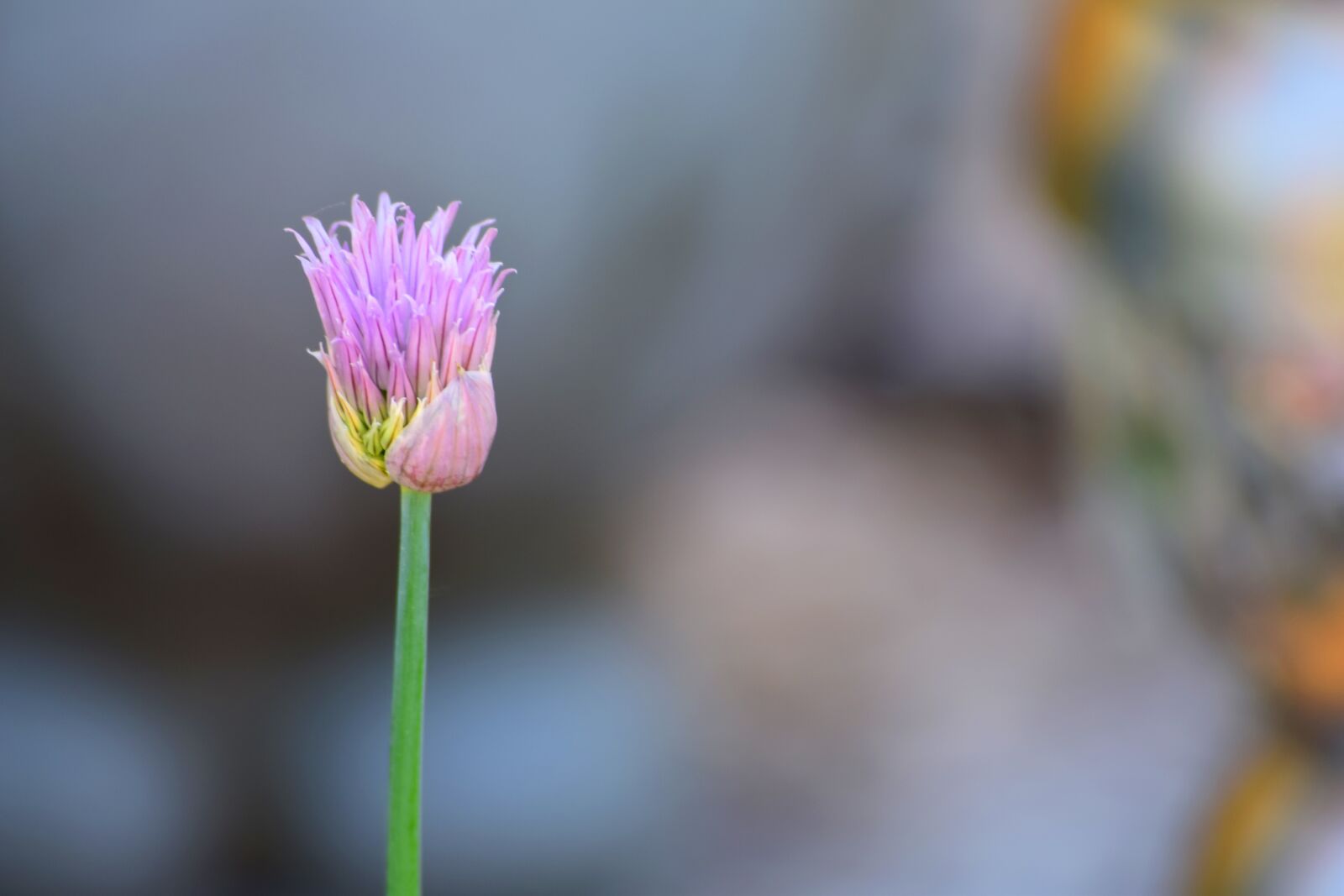 Nikon D5300 sample photo. Chives, chive flowers, leek photography