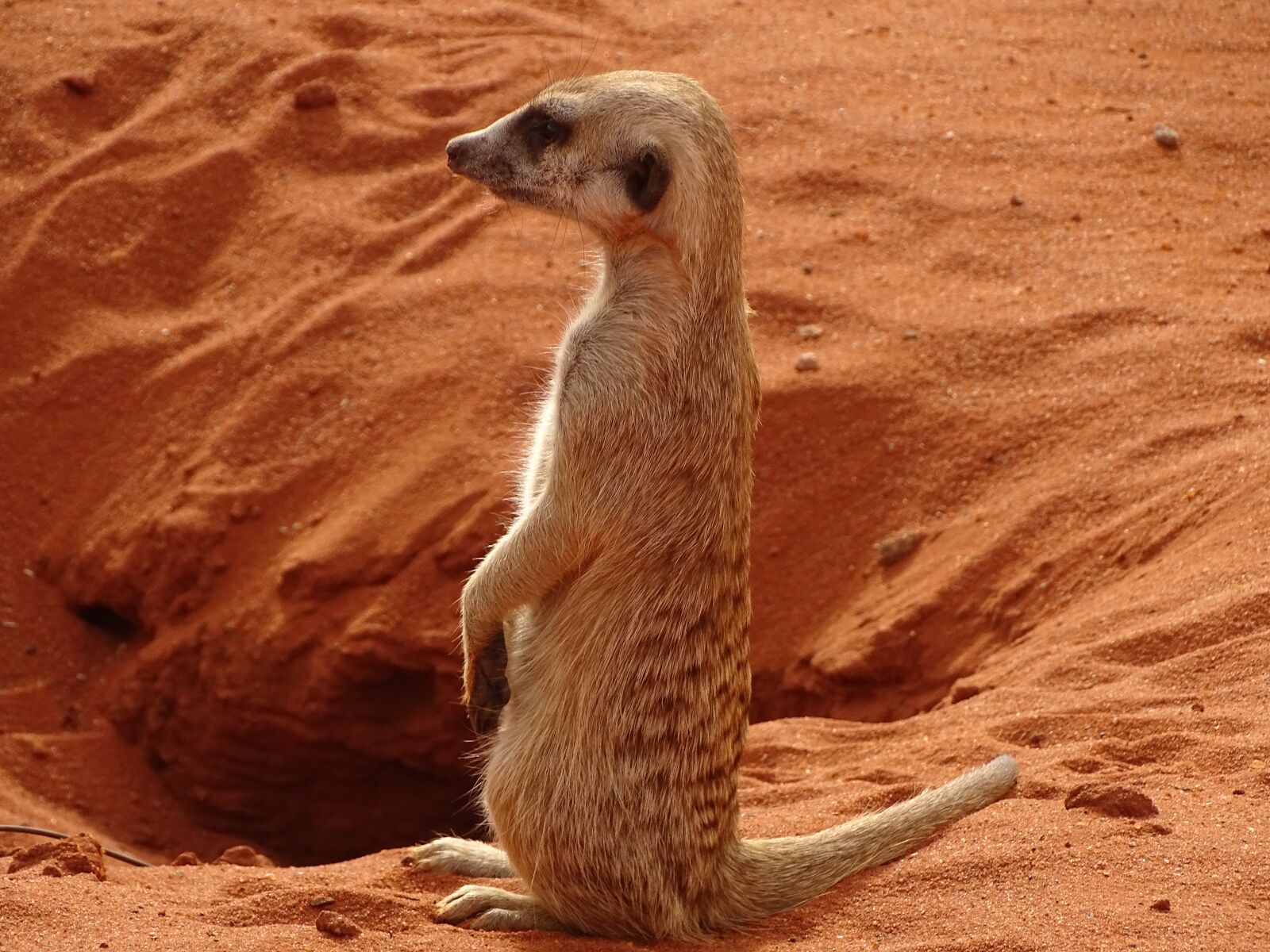Sony Cyber-shot DSC-HX400V sample photo. Namibia, meerkat, africa photography