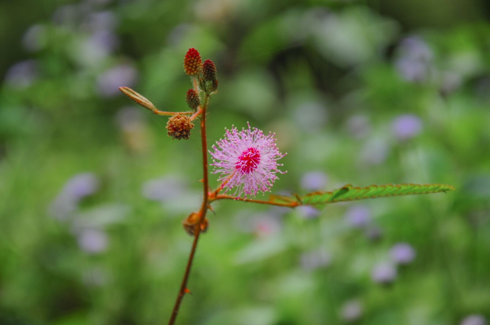 Nikon D90 sample photo. Flower, nature, pink photography