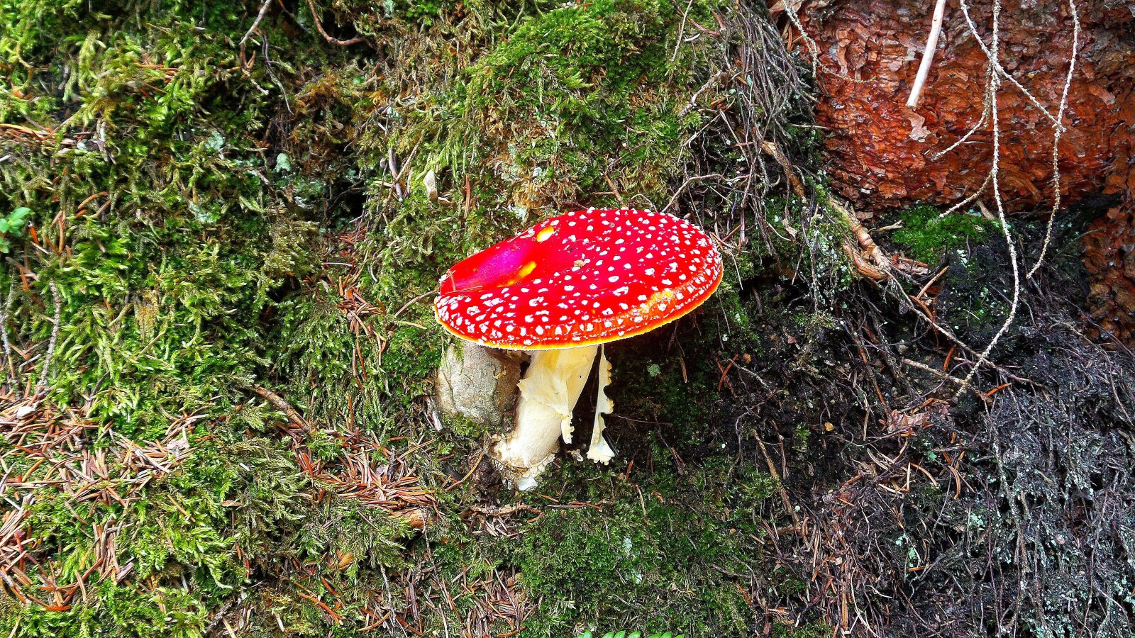 Samsung Galaxy S4 Zoom sample photo. Fly agaric, toxic, forest photography