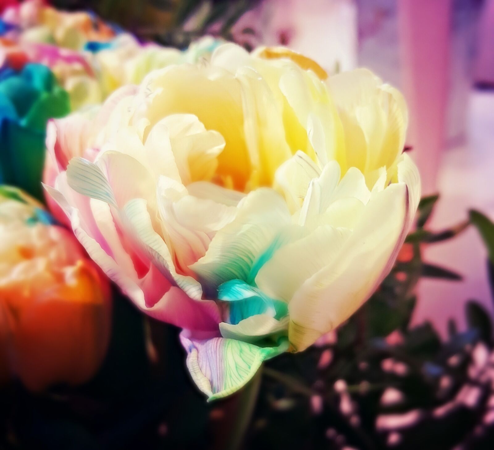 Samsung GALAXY S6 edge sample photo. Flower, nature, celebration photography