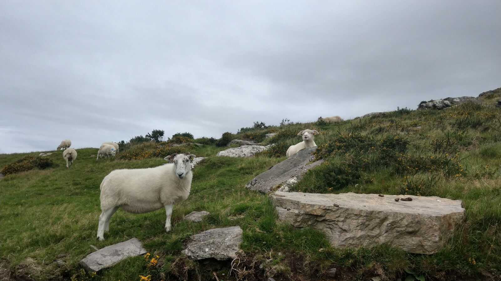 HTC U11 sample photo. Sheep, pasture, animals photography