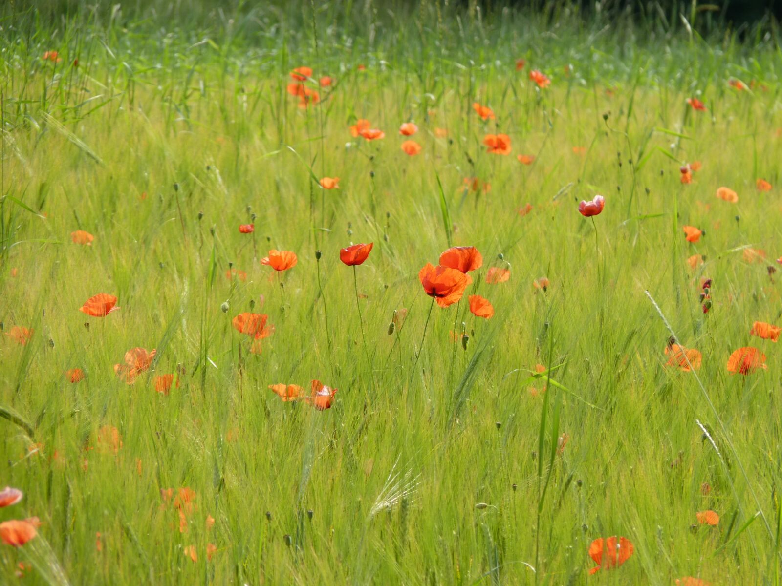 Panasonic Lumix DMC-FZ35 (Lumix DMC-FZ38) sample photo. Poppy, red poppy, klatschmohn photography