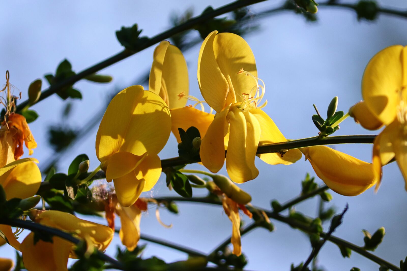 Canon EOS 200D (EOS Rebel SL2 / EOS Kiss X9) sample photo. Broom, genista, fabaceae photography