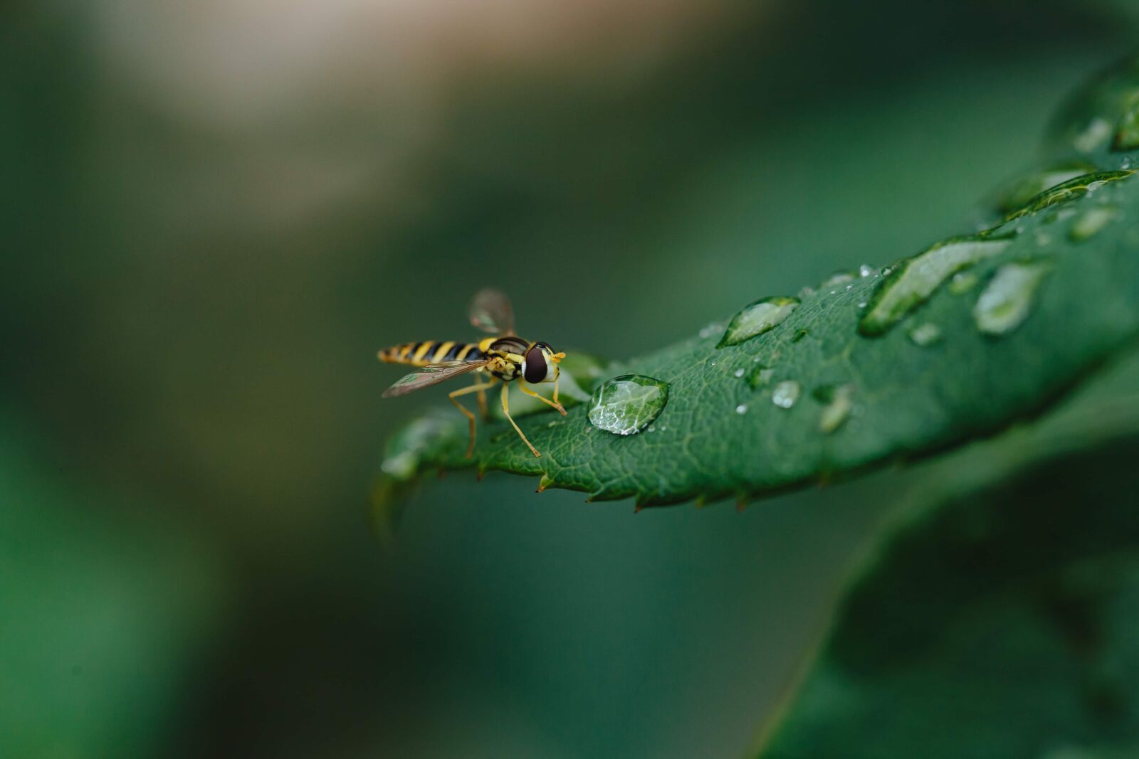 Canon EF 100mm F2.8 Macro USM sample photo. Detail, dew, green leaves photography