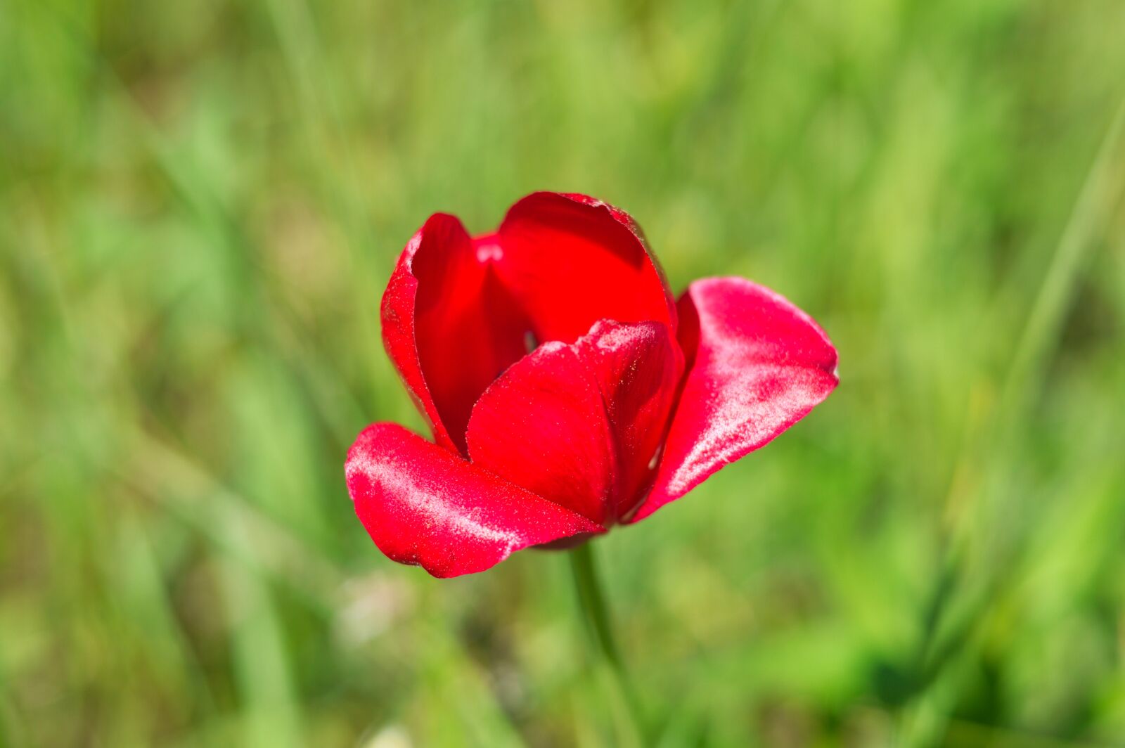 Nikon D3200 sample photo. тюльпан, tulip, garden photography