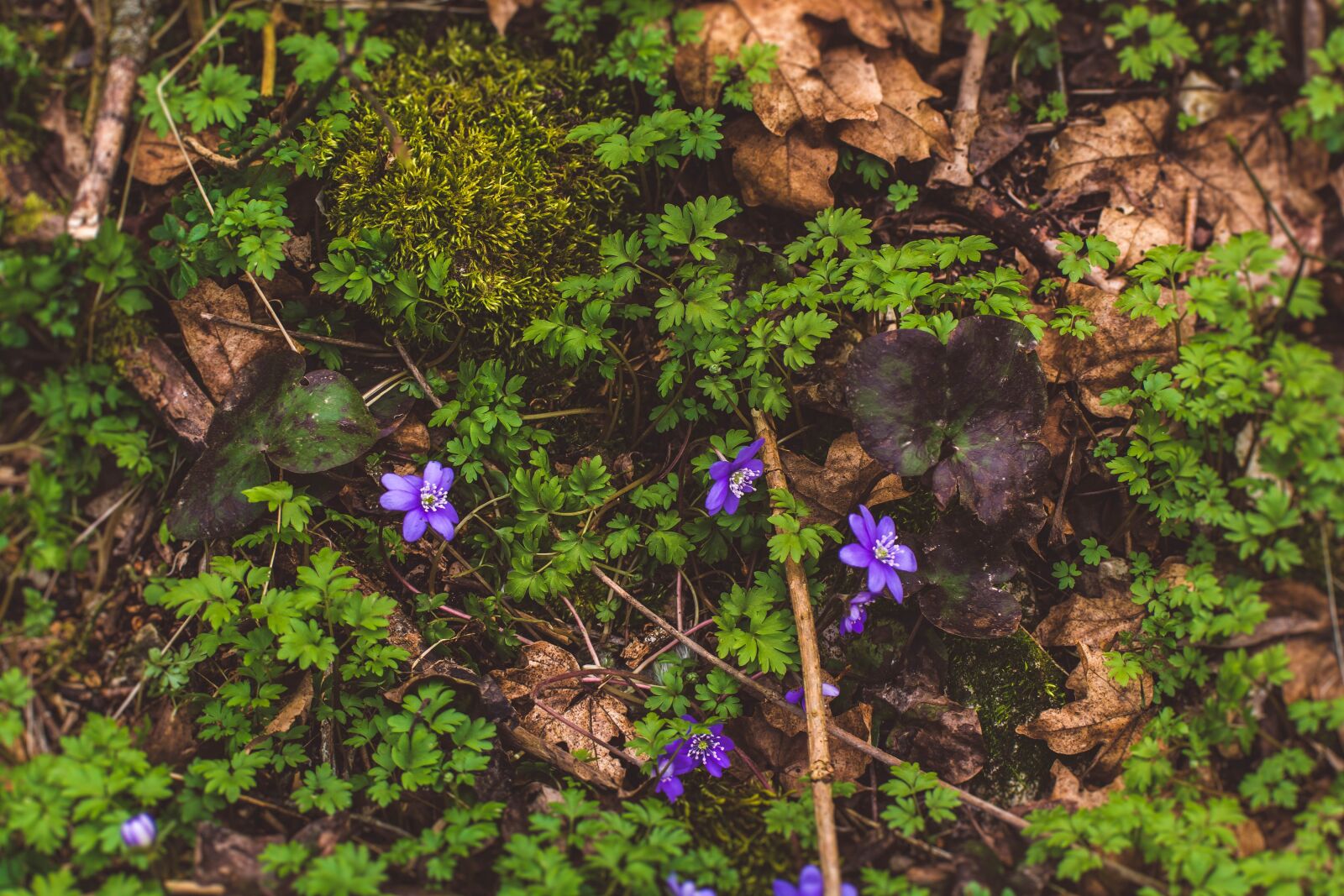 Nikon D7100 sample photo. Nature, wood, forrest photography