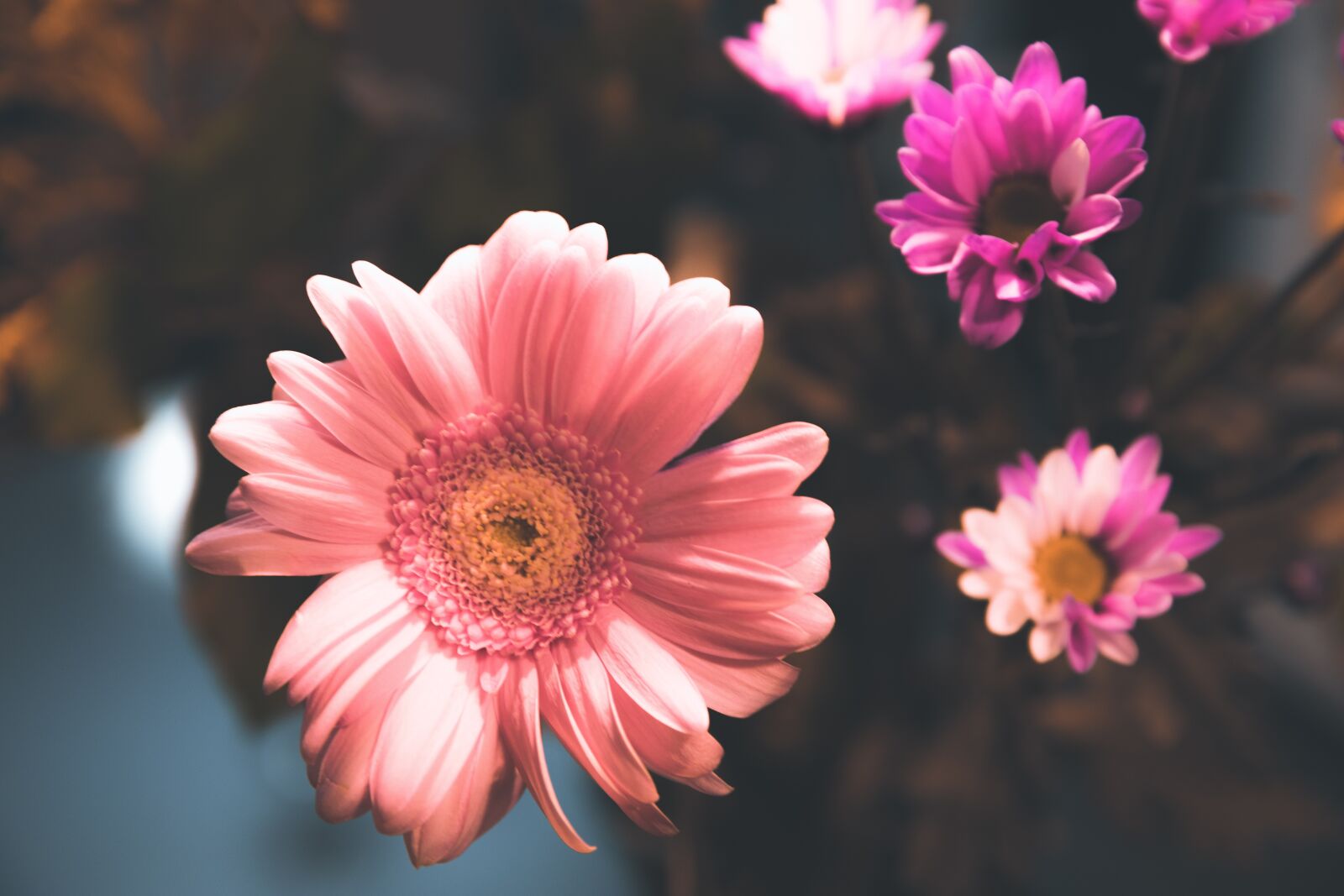 Canon EOS 5D Mark IV sample photo. Flowers, petals, nature photography
