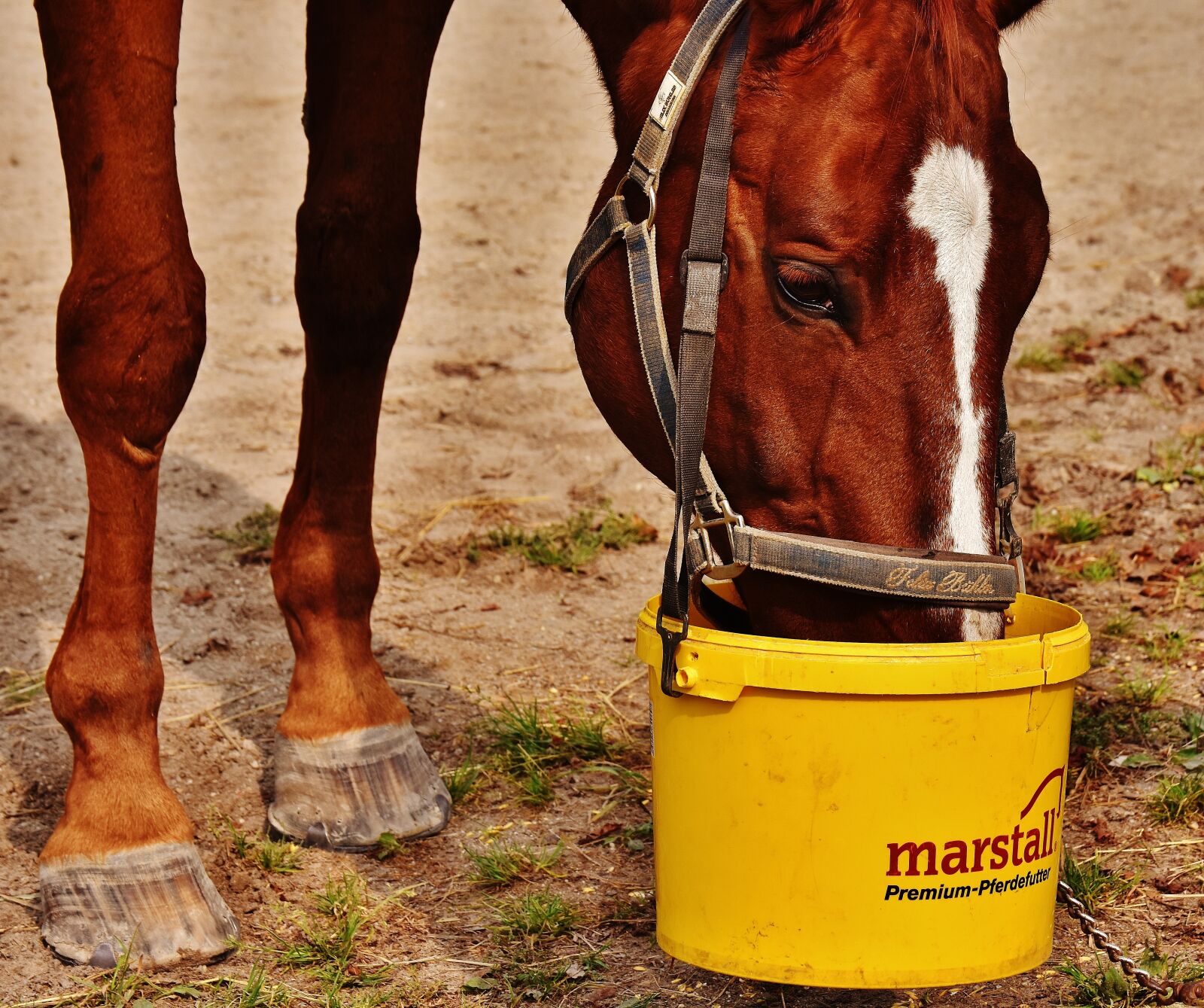 Nikon D7200 sample photo. Horse, eat, satisfied photography