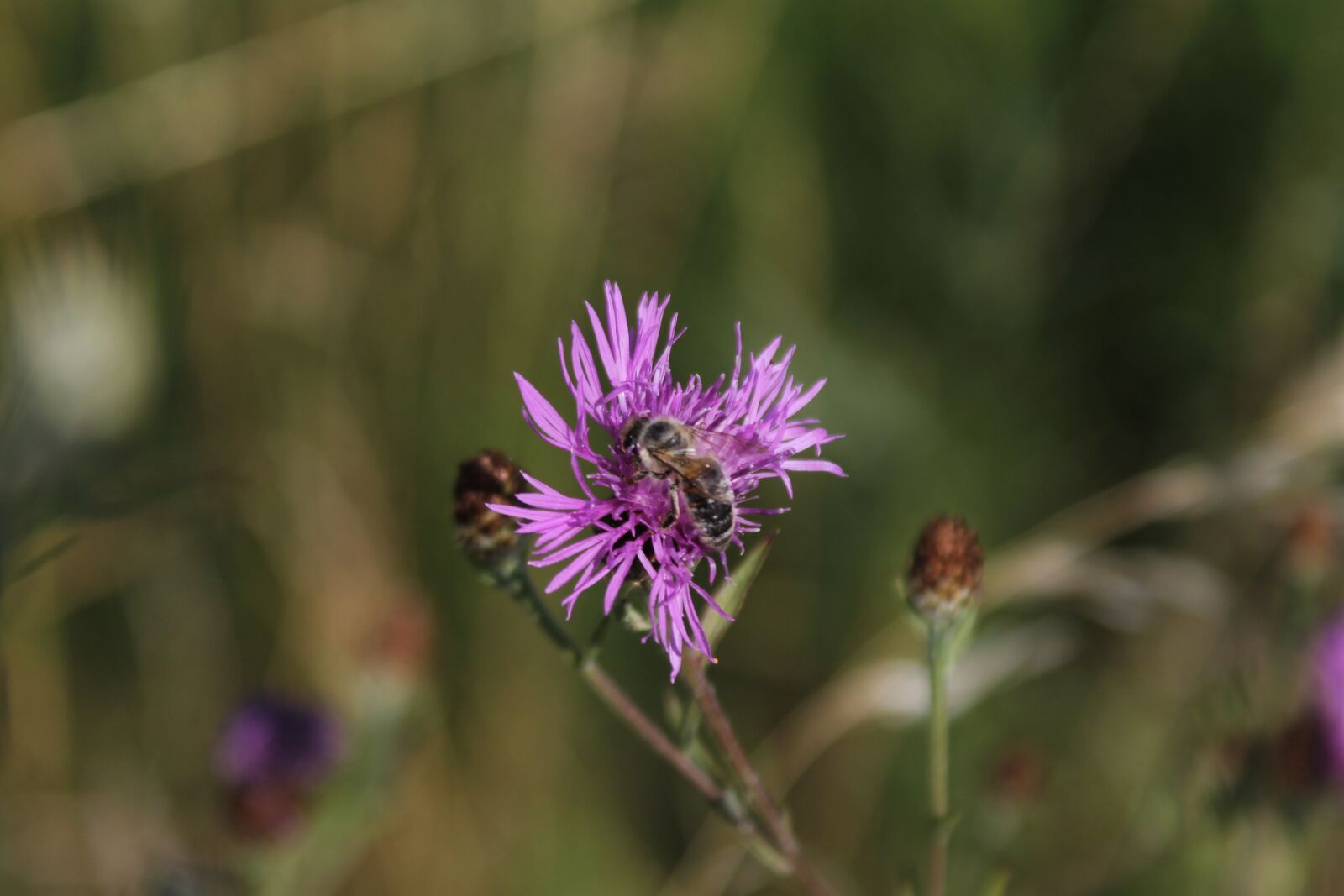 Canon EF 28-90mm f/4-5.6 sample photo. Bee, flower, thistle photography