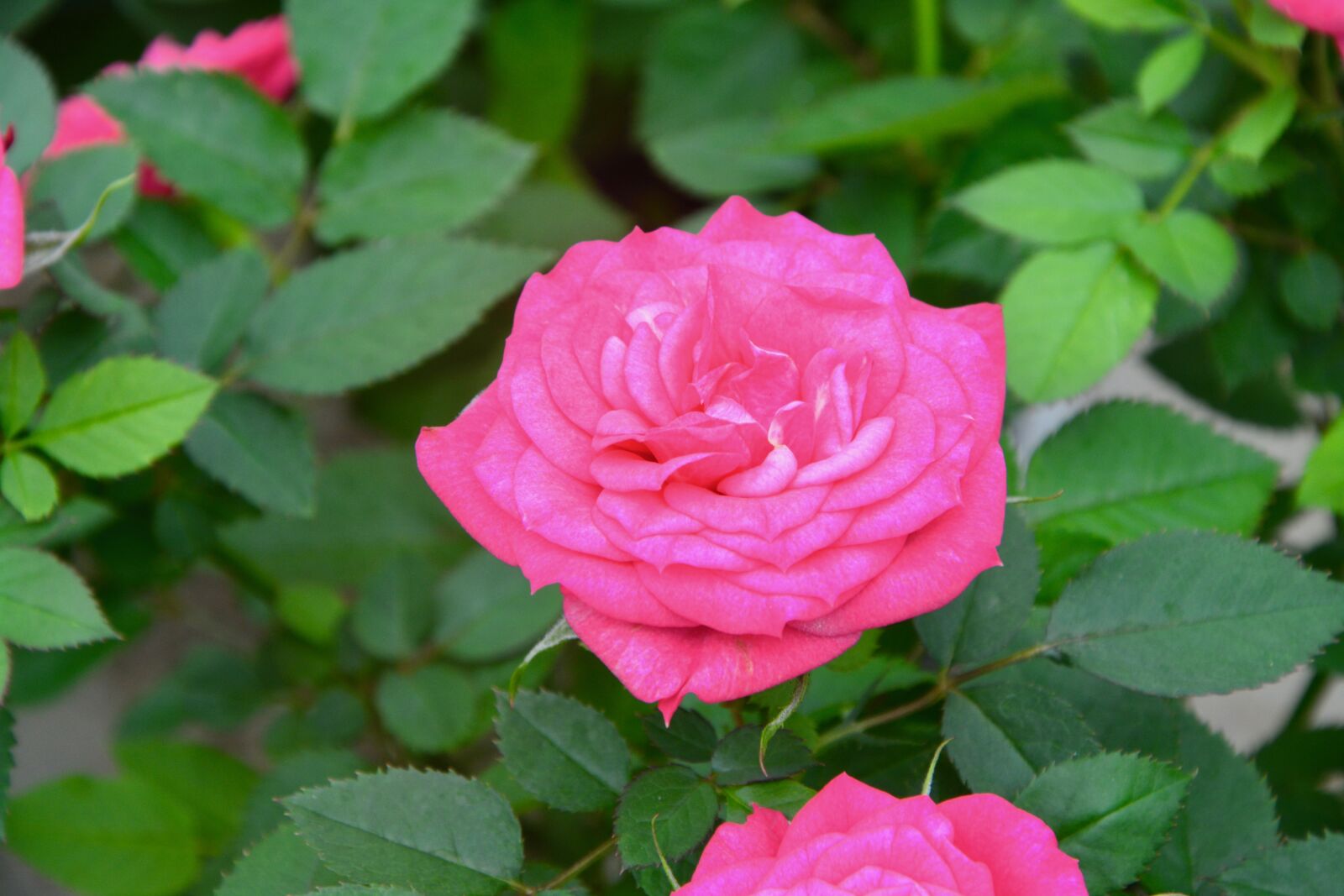 Nikon D5200 sample photo. Flower, pink, rosebush photography