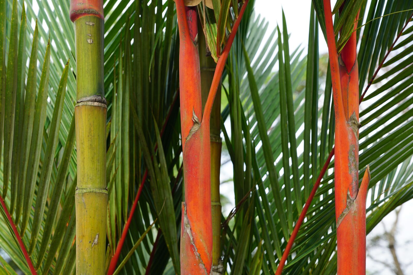 Sony DT 16-50mm F2.8 SSM sample photo. Bamboo, plant, green photography