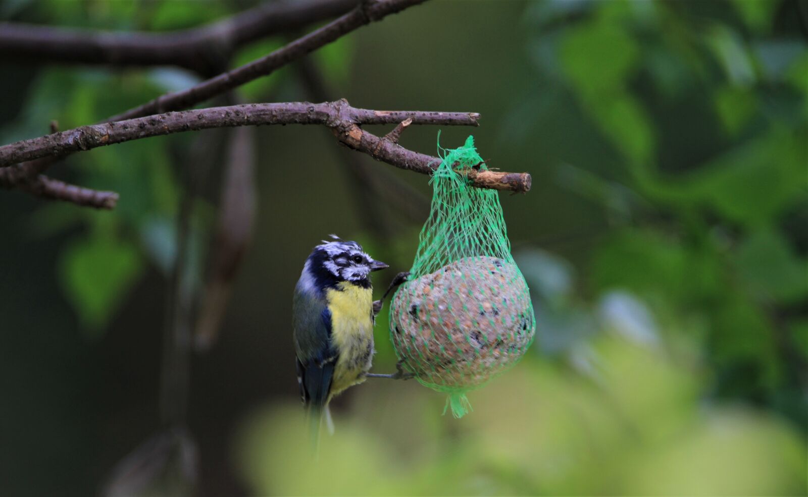 Tamron SP 150-600mm F5-6.3 Di VC USD sample photo. Blue tit, tit, songbird photography
