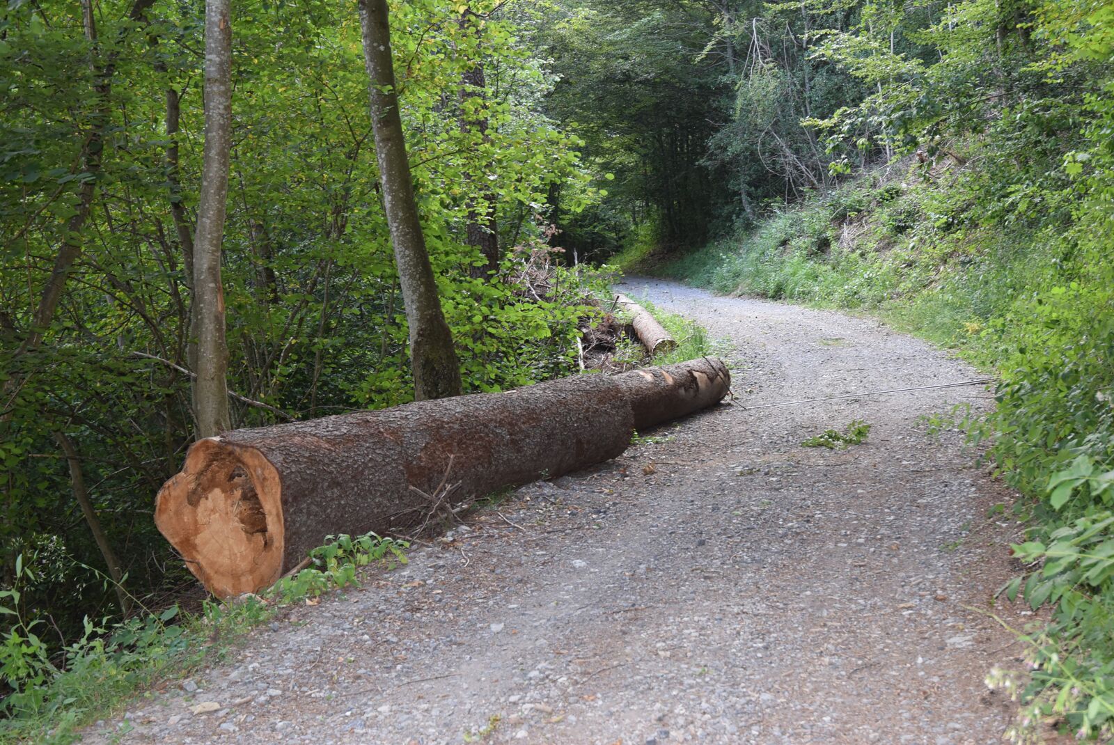 Nikon D5300 sample photo. Forest path, tree, nature photography