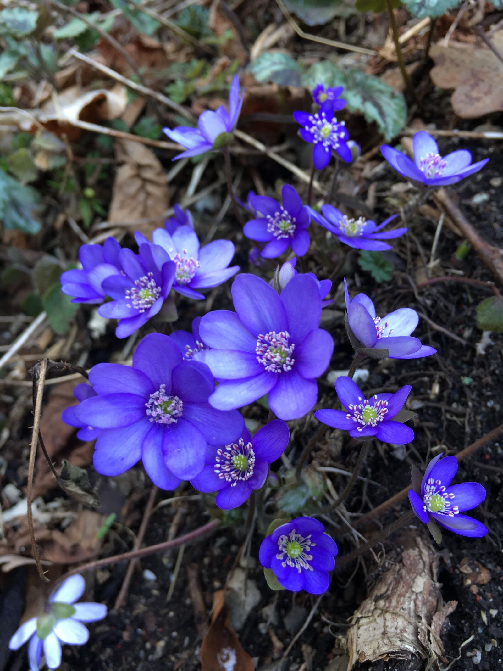 Apple iPhone 6s sample photo. Flowers, spring, nature photography