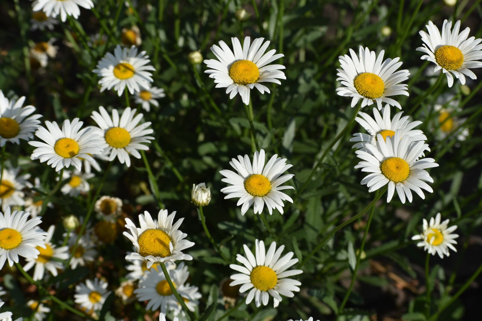 Nikon D3400 sample photo. Daisy, flower, white photography